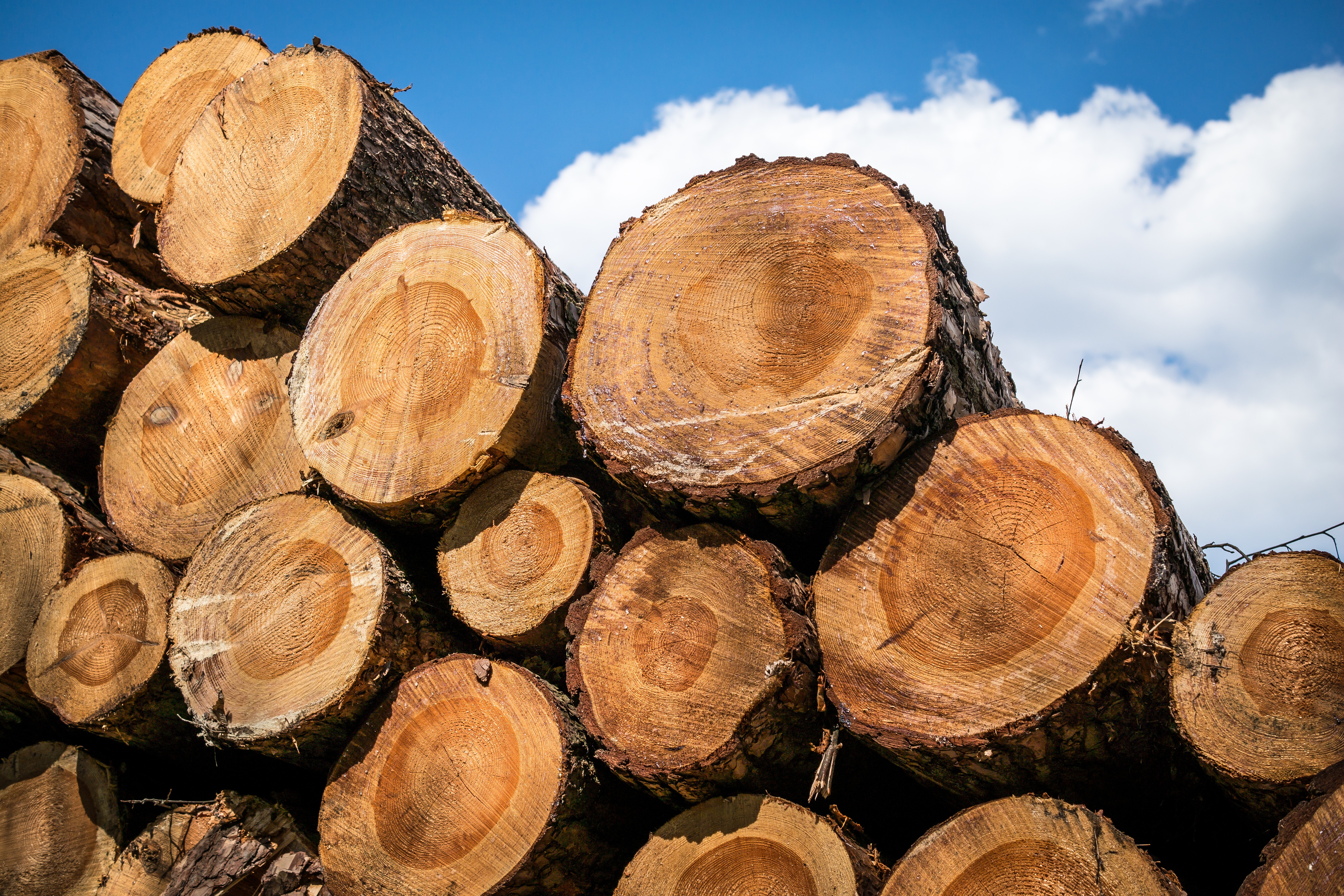 cross Section, stack, stacked, stock, backgrounds, stacked up, 5K, environmental issues, environmental damage, annual rings, storage, sawed off, nature, HD Wallpaper
