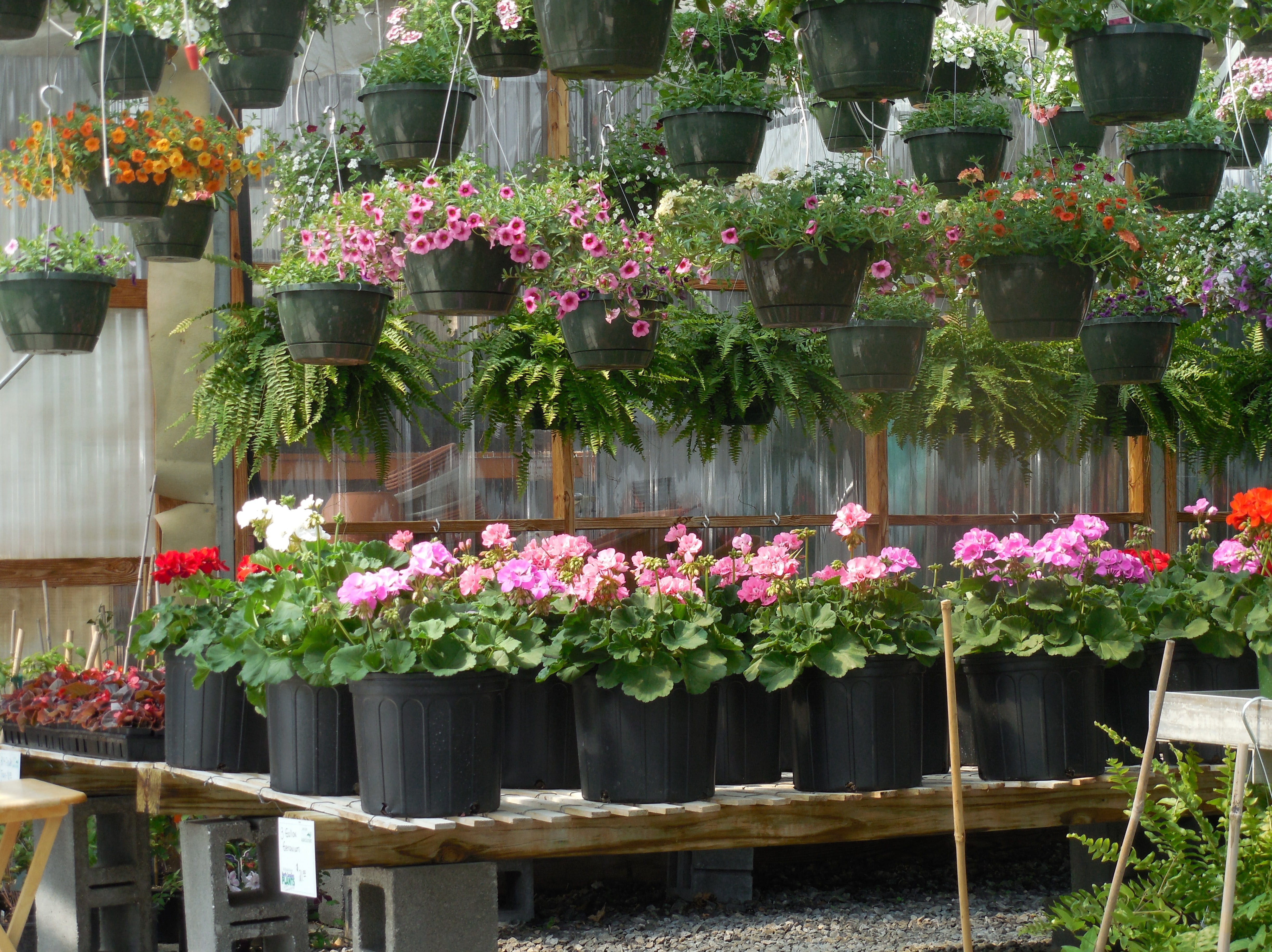 green, environment, greenhouse, foliar, 4K, lot, plant, gardening, foliate, growth, perennial, assorted, spring, glasshouse, retail display, retail, variation, HD Wallpaper