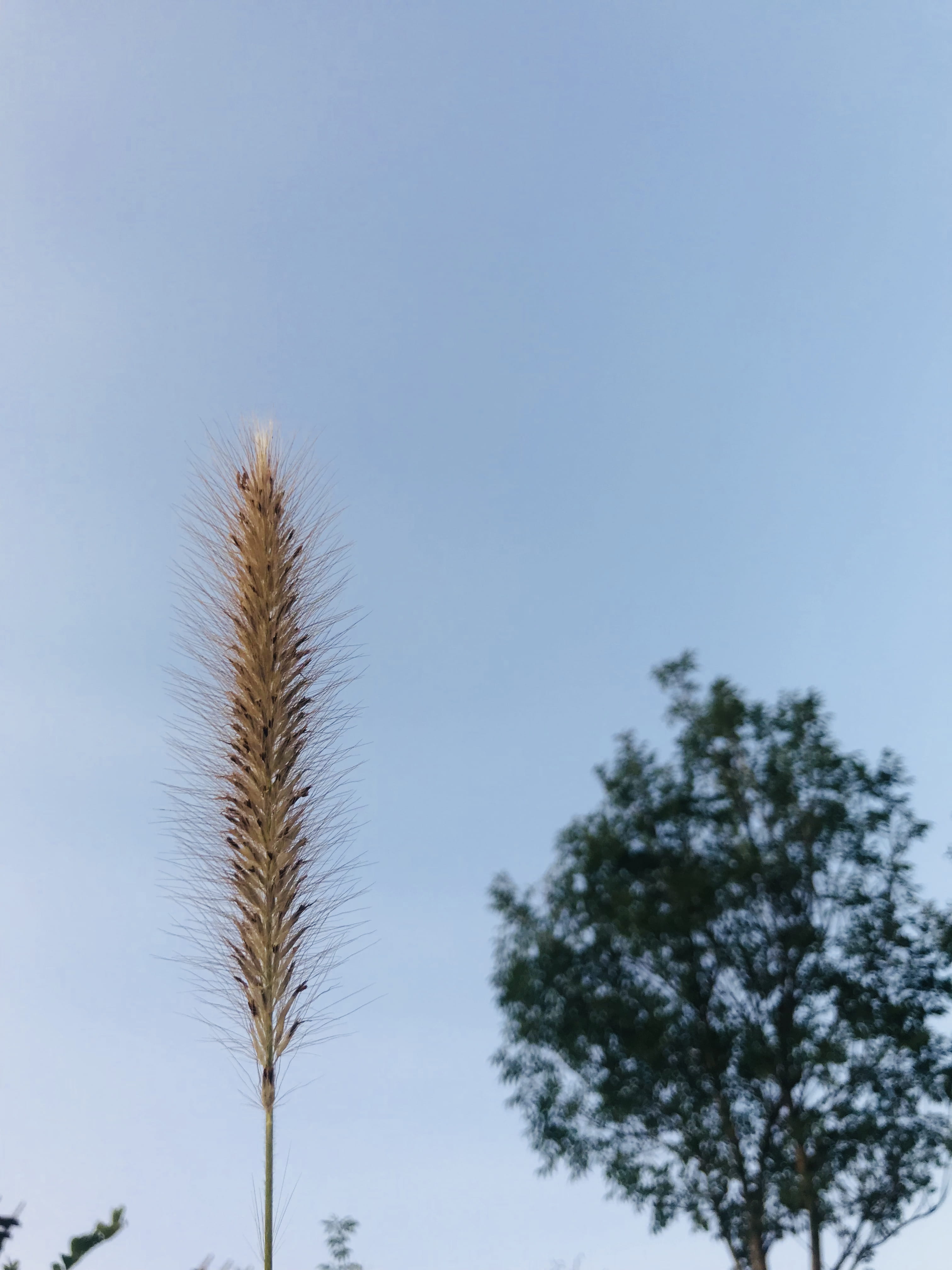 tree, day, low angle view, nature, yellow, 4K, macro, blue, growth, икантълъка, close-up, plant, sunny, tranquility, beauty in nature, clear sky, scenics - nature, Phone HD Wallpaper