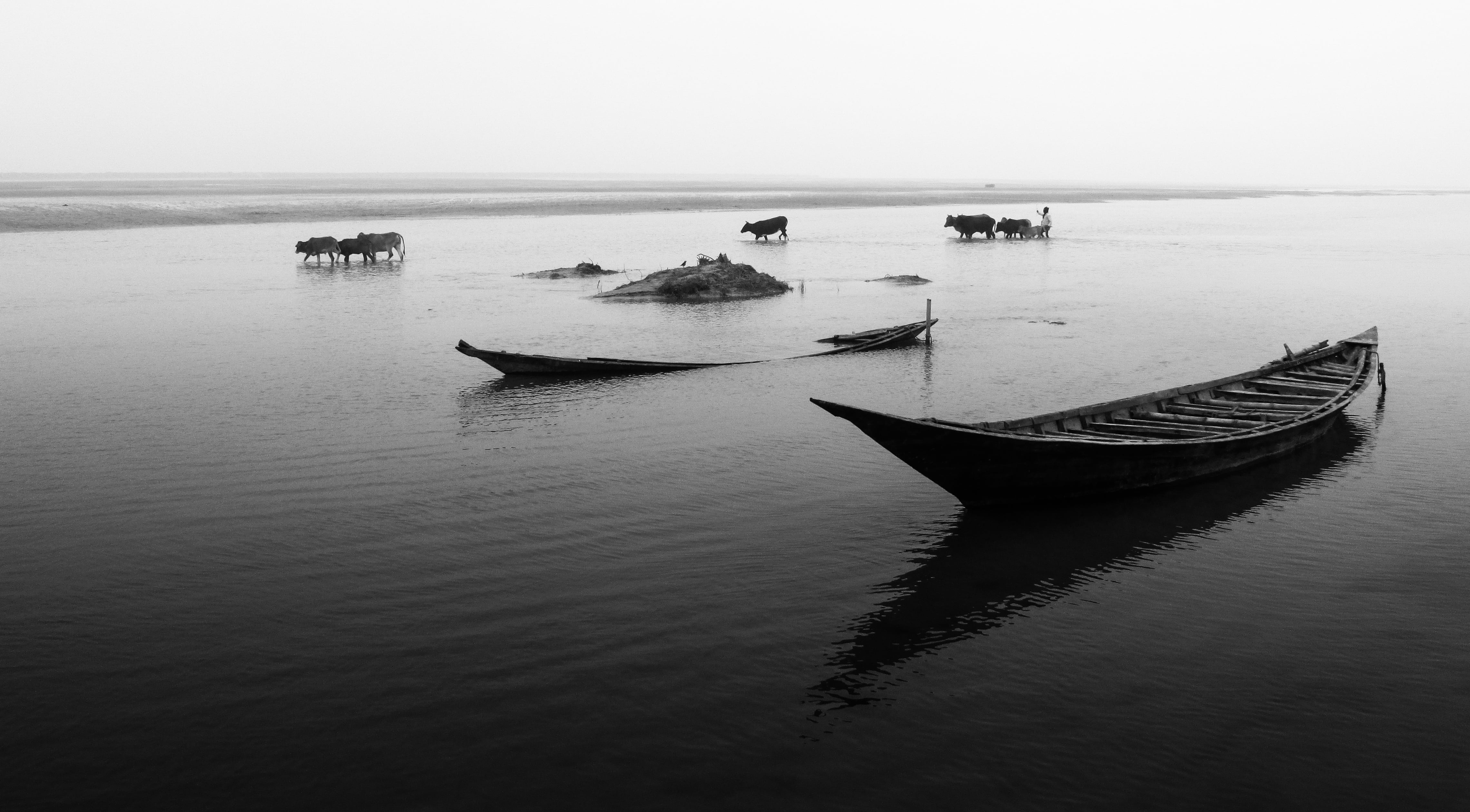 shoot, wooden, bangladesh, explore, creative, canon  point, lifestyle, scale, kushtia, xplor, water, body, lightroom, white  people, cow, light, photo, HD Wallpaper