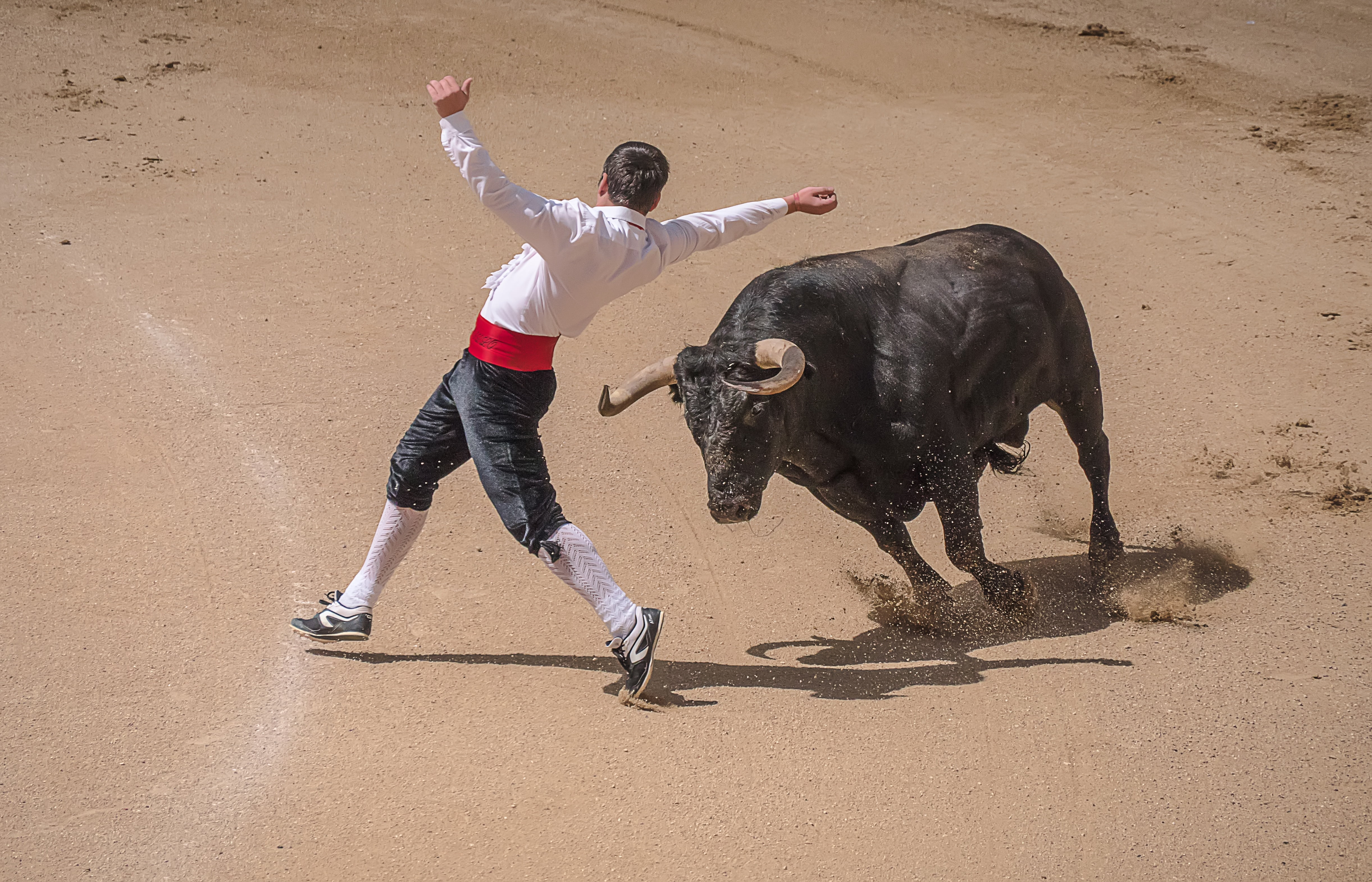 bull, one animal, charging, sport, mark spain, people, bulls, adult, outdoors, ring, full length, value, one person, human limb, bullfighters, dangerous, HD Wallpaper