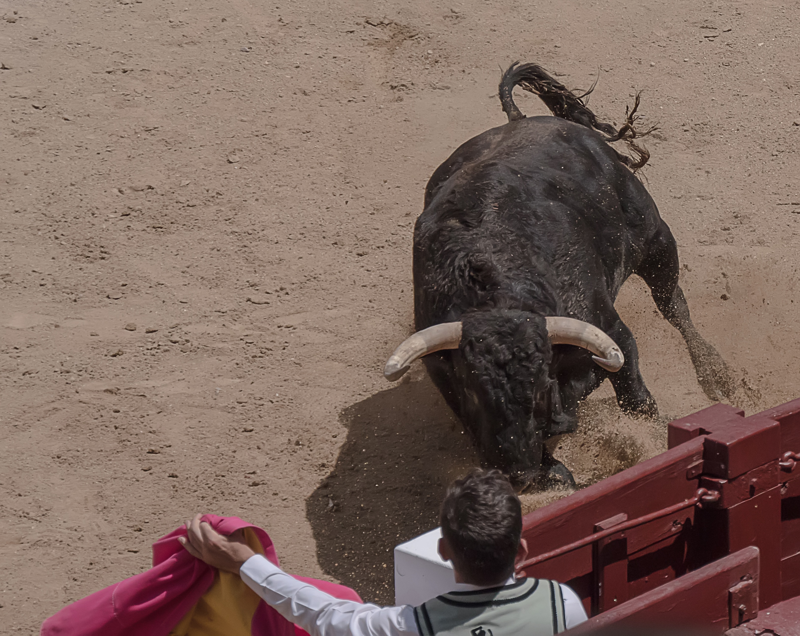 livestock, day, threat, torero, jose tomas, jump, sport, animal wildlife, dangerous, people, spain, herbivorous, plaza toros, one person, mammal, body part, HD Wallpaper