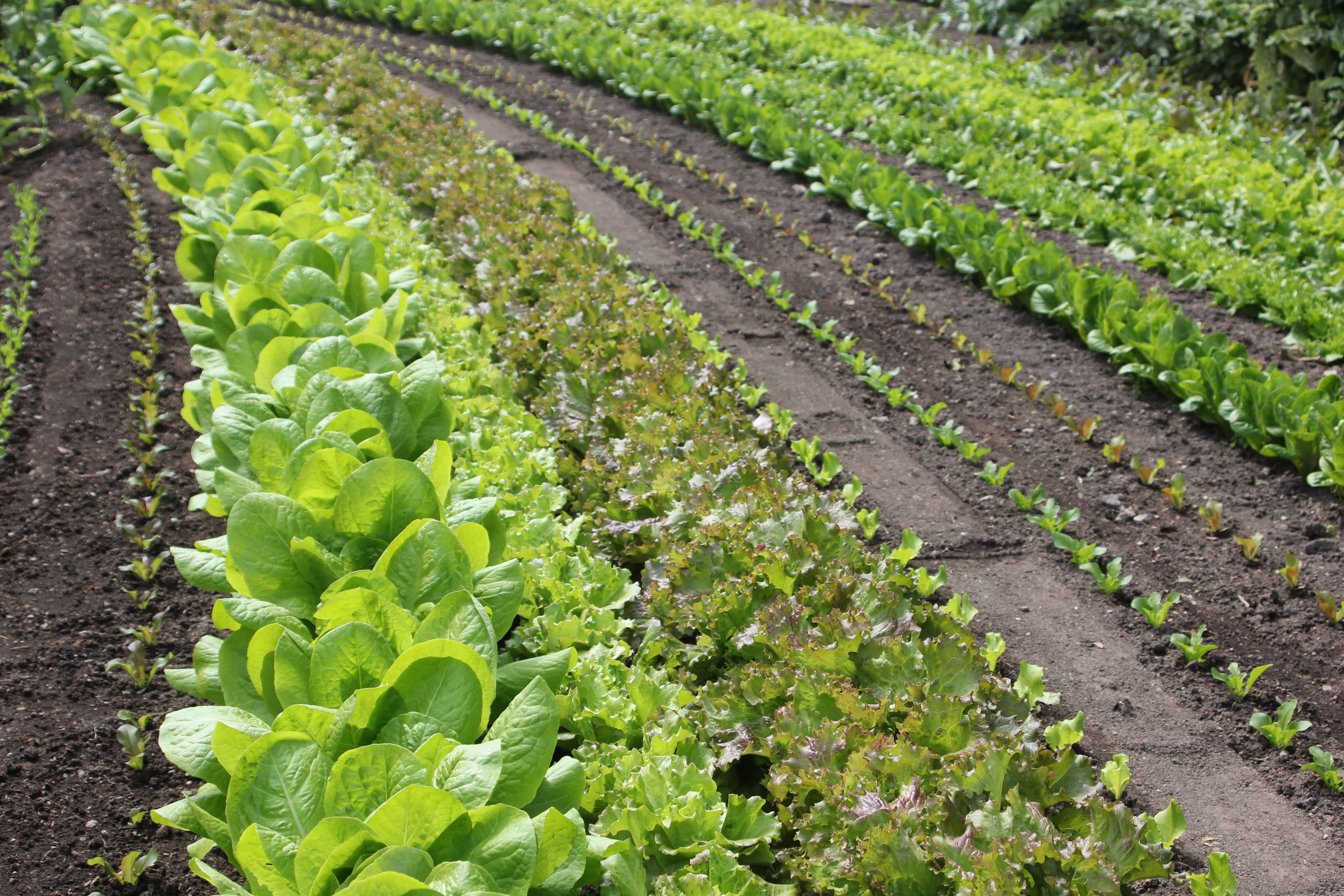 freshness, nature, field, agriculture, food, in a row, healthy eating, plant nursery, plant part, salad, plant, vegetable, rows, outdoors, order, food and drink, HD Wallpaper