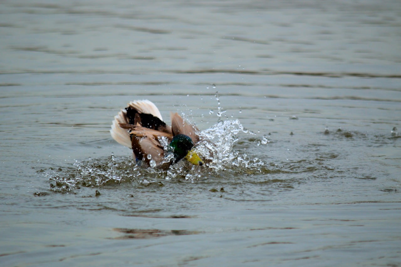 motion, duck, one person, swimming, animal, one animal, 720P, domestic animals, splashing, outdoors, water, domestic, waterfront, real people, vertebrate, HD Wallpaper