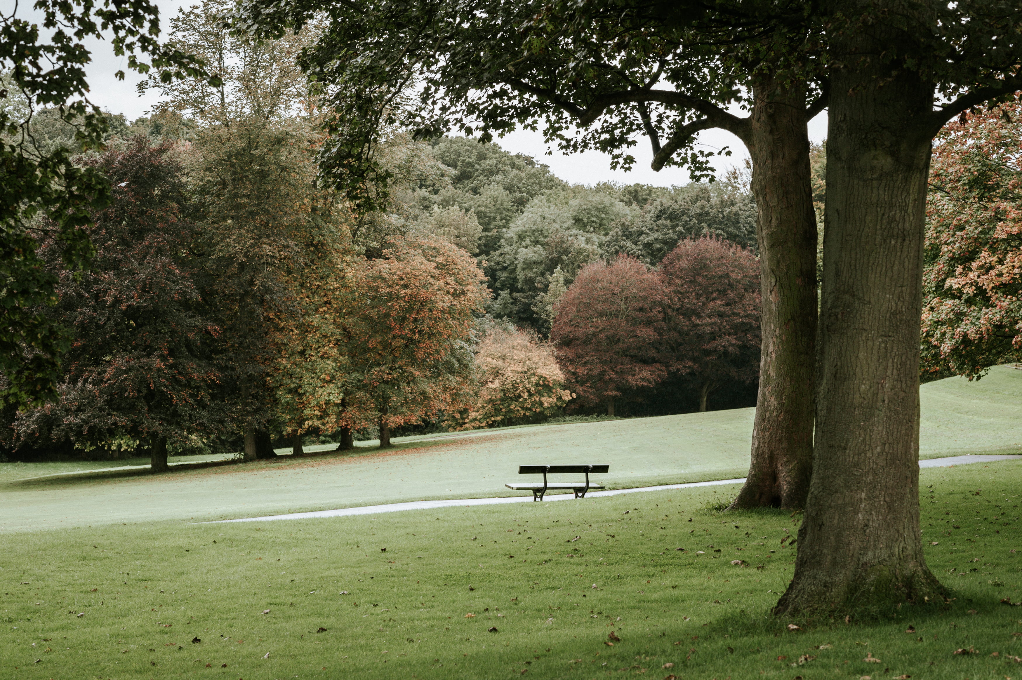 park bench, no people, tranquil scene, tree, beauty in nature, day, trees, absence, green color, park, empty, leeds, forest, land, seat, bench, park - man made space, HD Wallpaper