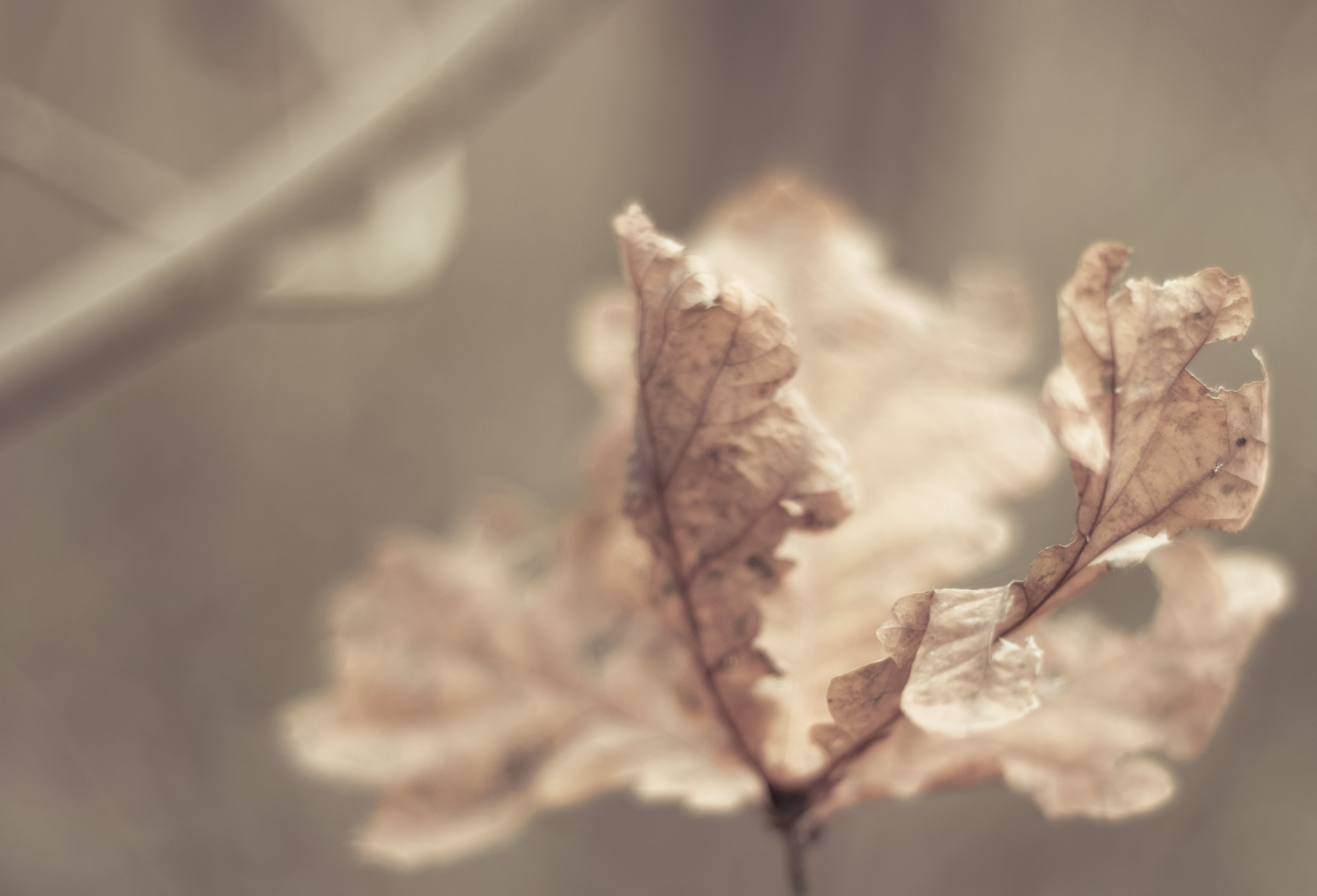 Scattered, invierno, nature, 5K, leeds, selby, planta, Leaves, season, tree, autumn, d3300, gray, nikon, leaf, dispersé, outdoors, winter, plant, hiver, HD Wallpaper