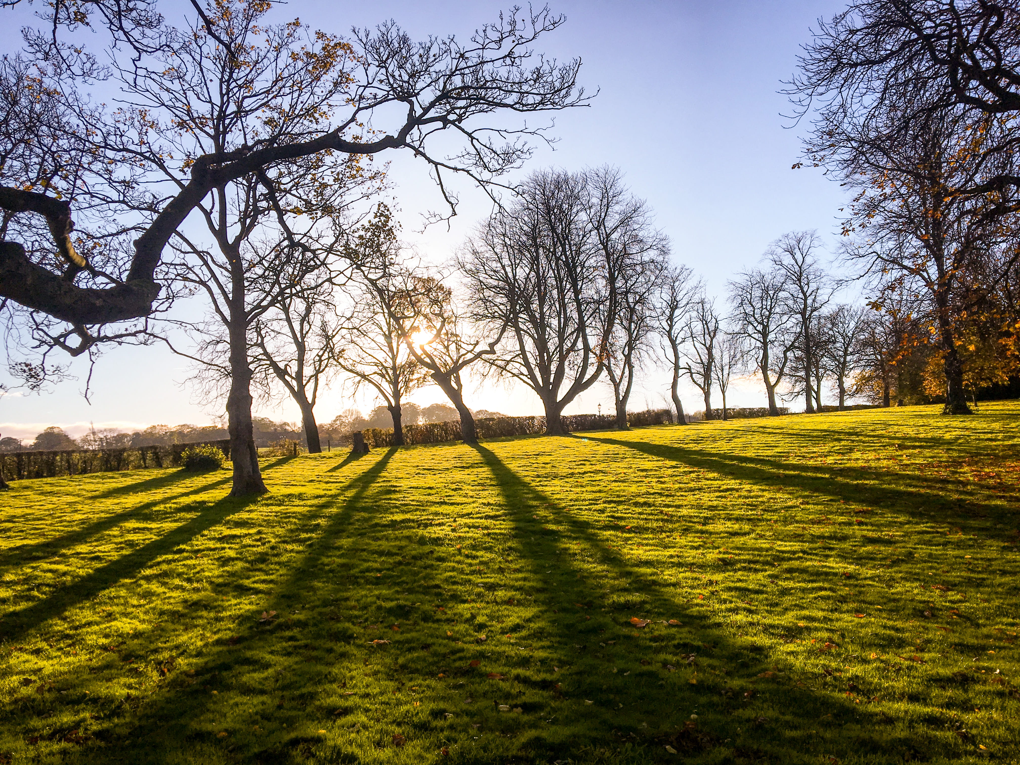 united kingdom, lawn, sun, tree trunk, park, idyllic, bare tree, grassland, landscape, 4K, tranquil scene, calverley millennium way, trees, land, yorkshire, HD Wallpaper