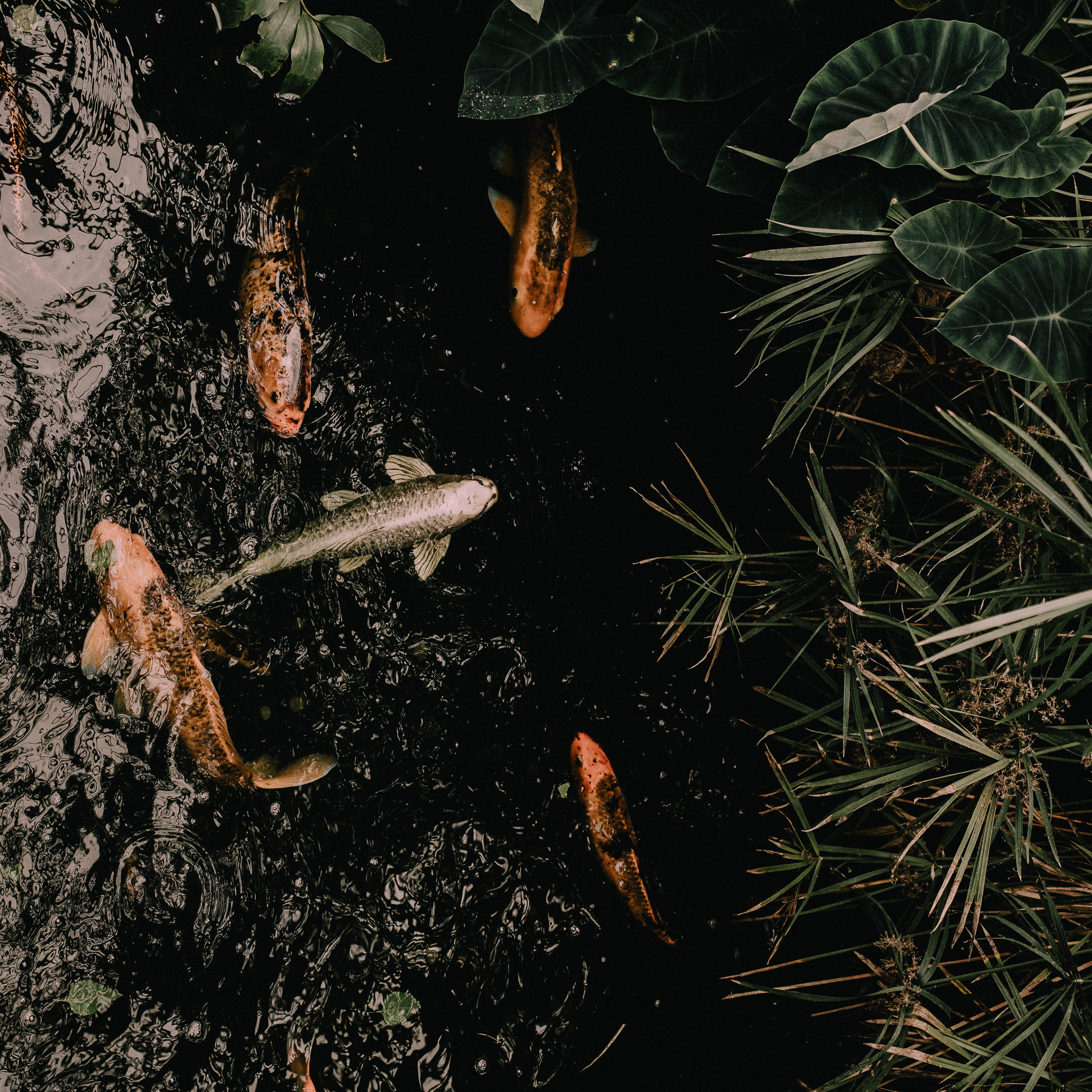 roundhay park, united kingdom, green color, england, leaf, floating on water, koi carp, growth, group of animals, outdoors, tropical world leeds, fish, Phone HD Wallpaper