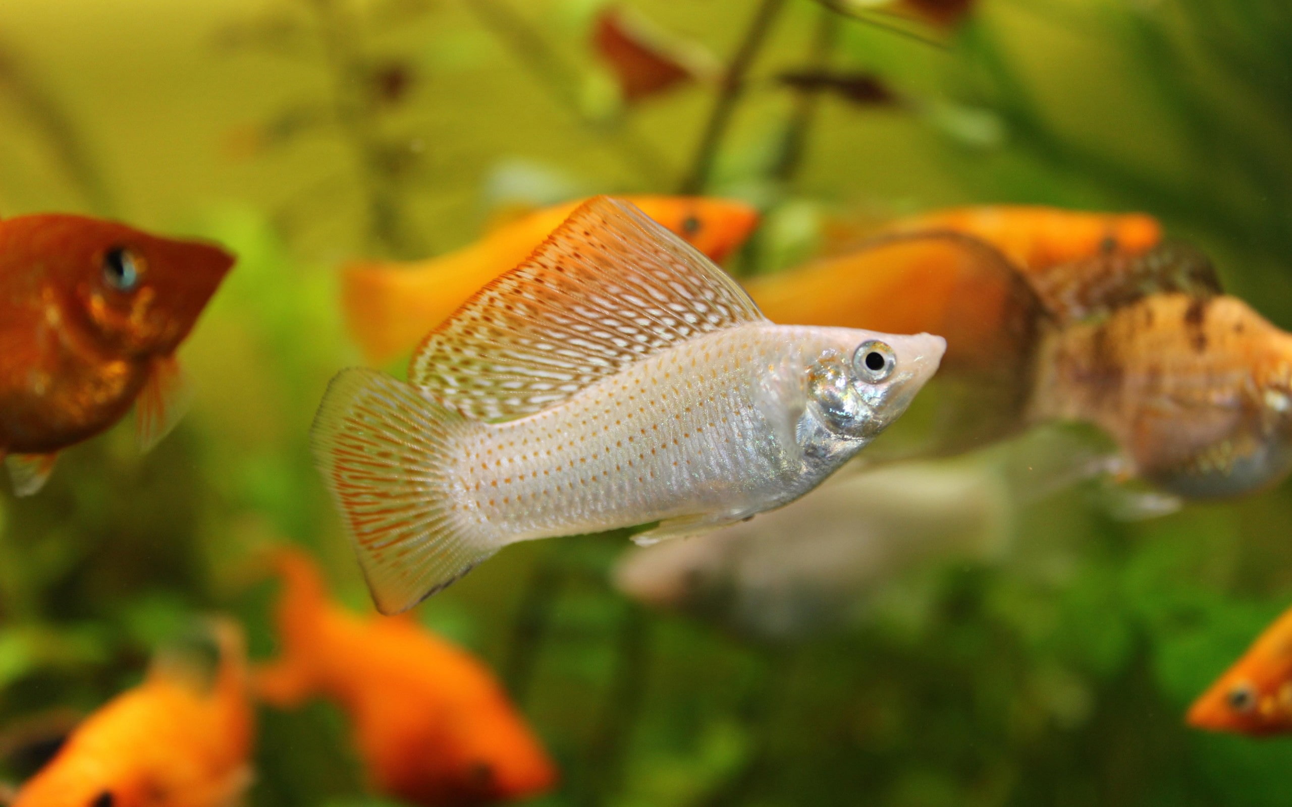 sea life, goldfish, no people, mollienesia, marine, 2K, outdoors, aquarium, transparent, water, tail fin, animals in the wild, glass - material, underwater, HD Wallpaper