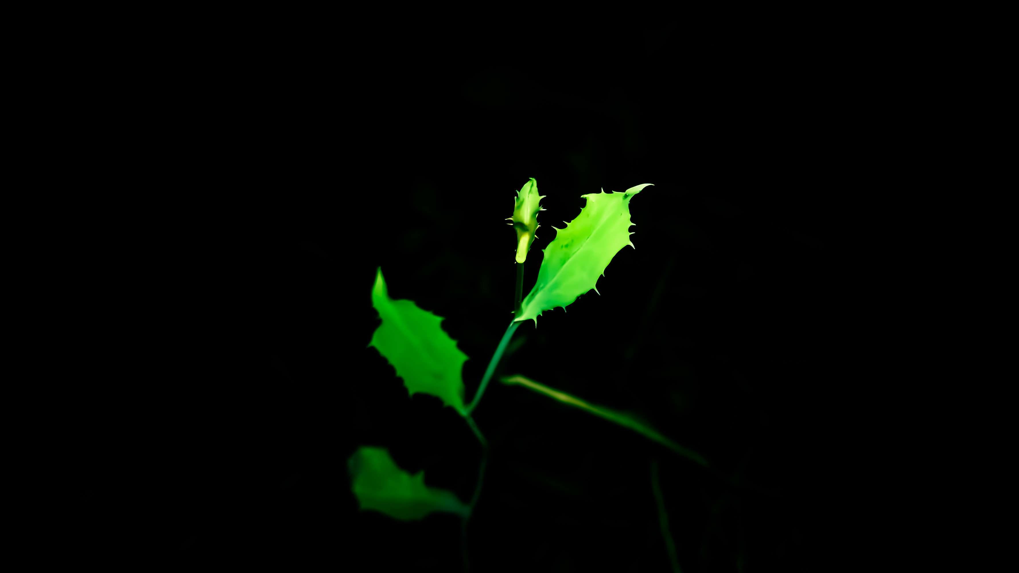 freshness, animal, indoors, copy space, studio shot, night, plant, houseplants, nature park, desktop backgrounds, black, beauty in nature, fragility, hd, HD Wallpaper