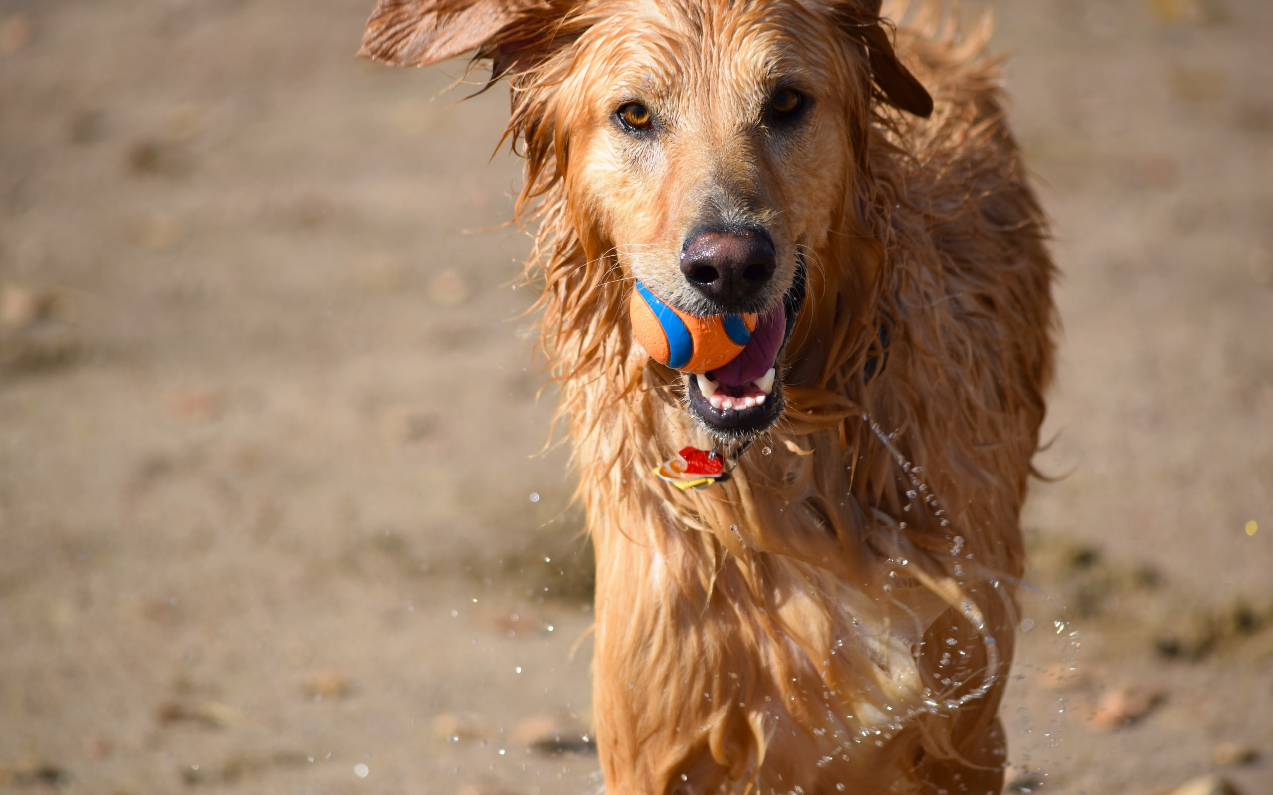 canine, animal, one animal, dog, high, outdoors, ball, animal themes, vertebrate, motion, domestic, 2K, animal head, looking at camera, animal mouth, mammal, HD Wallpaper