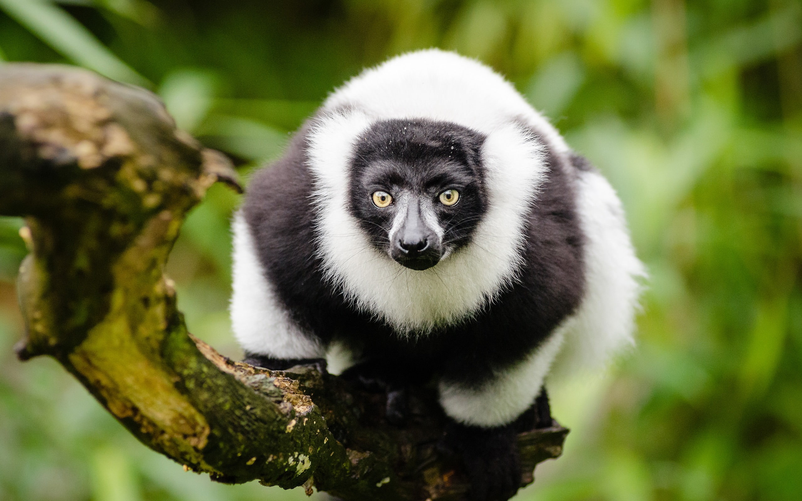 fur, outdoors, day, no people, nature, 2K, close-up, vertebrate, mammal, primate, tree, lemur, portrait, forest, plant, furry, one animal, animal wildlife, HD Wallpaper