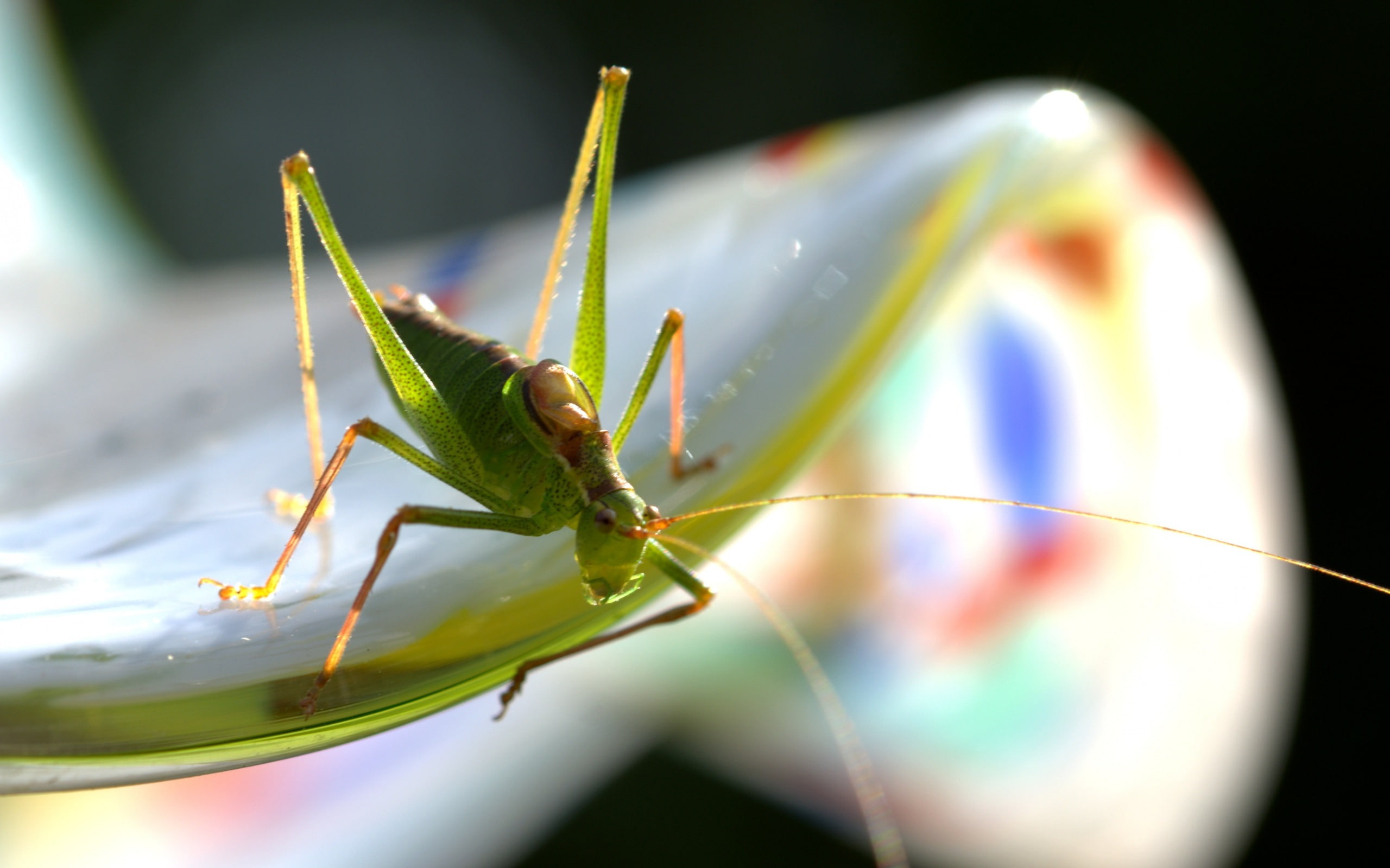 outdoors, growth, animal antenna, animal body part, praying mantis, qualit, animal wildlife, animal, animals in the wild, 2K, insect, green color, high, HD Wallpaper