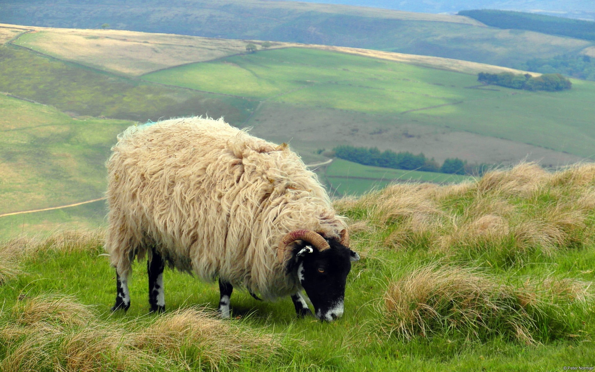 peter, field, landscape, herbivorous, day, domestic animals, plant, animal wildlife, domestic, castleton, 1080P, uk, land, beauty in nature, livestock, HD Wallpaper
