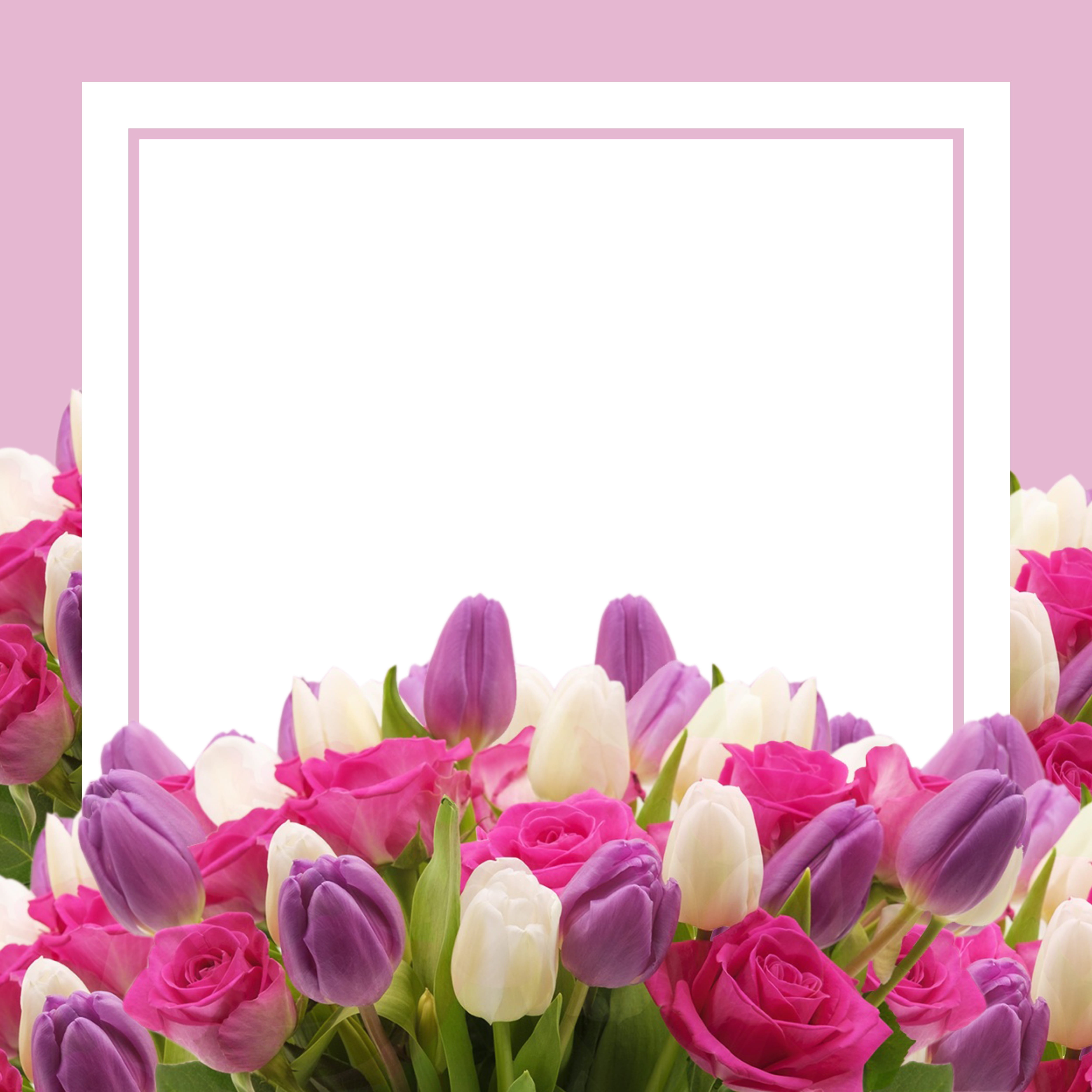 congratulations, 4K, valentines day, celebration, nature, flower, close-up, petal, freshness, tulip, tickets, pink, flower arrangement, wish, card, beauty in nature, Phone HD Wallpaper