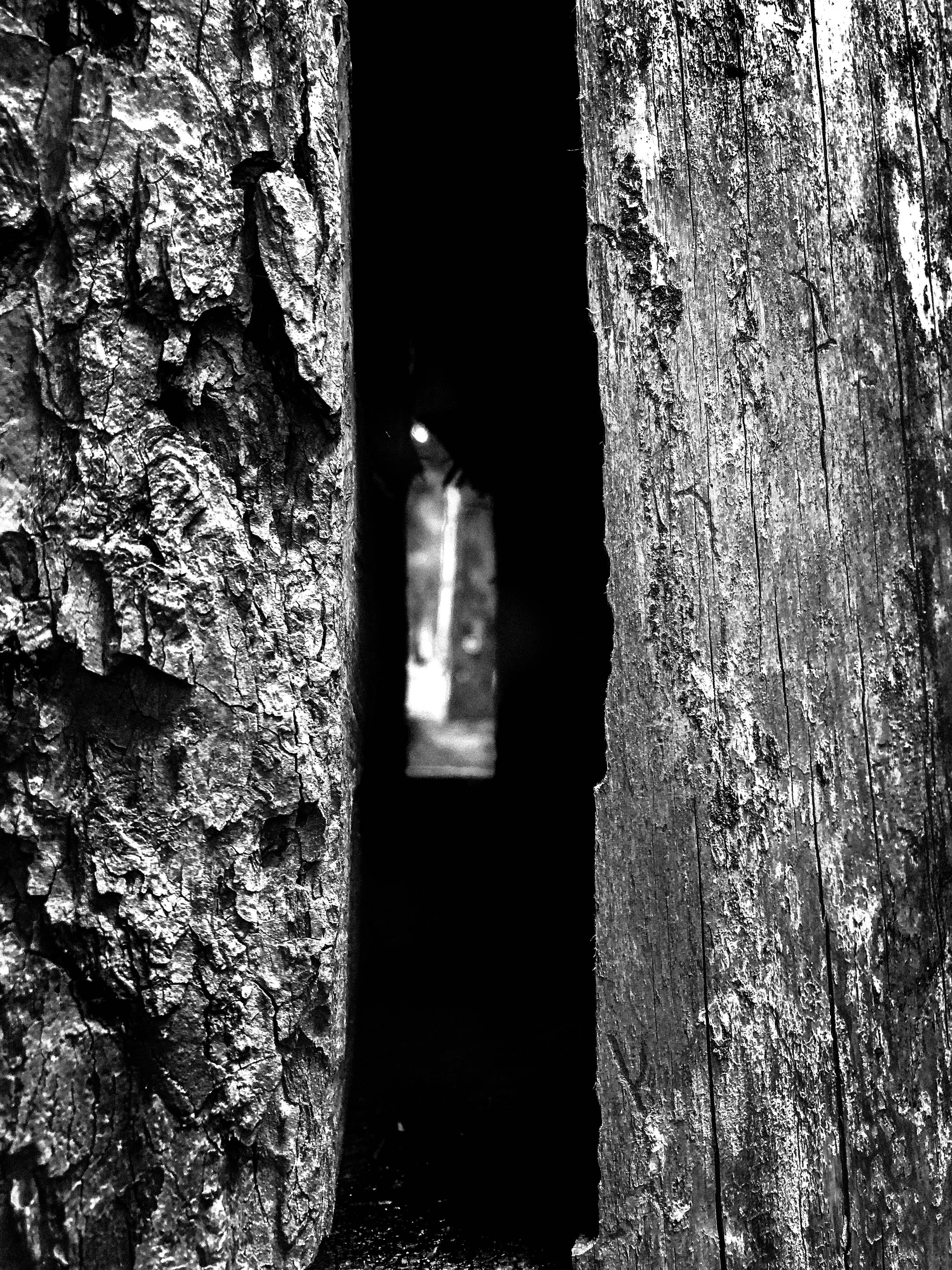 wood, details, mountain, pattern, forest, close-up, door, italy, no people, trunk, weathered, presentation, background, outdoors, keynote, black and white, Phone HD Wallpaper