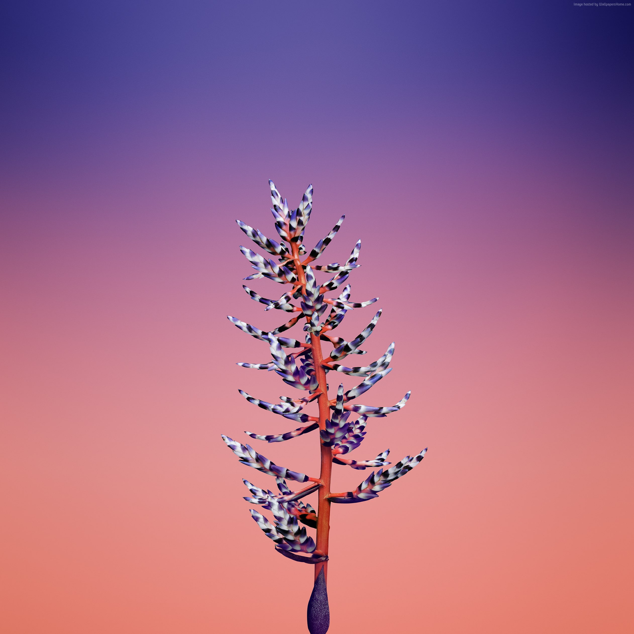 retina, WWDC 2017, 4k, iOS11, HD, iPhone 8, 1080P, flower, iPhone X, Phone HD Wallpaper