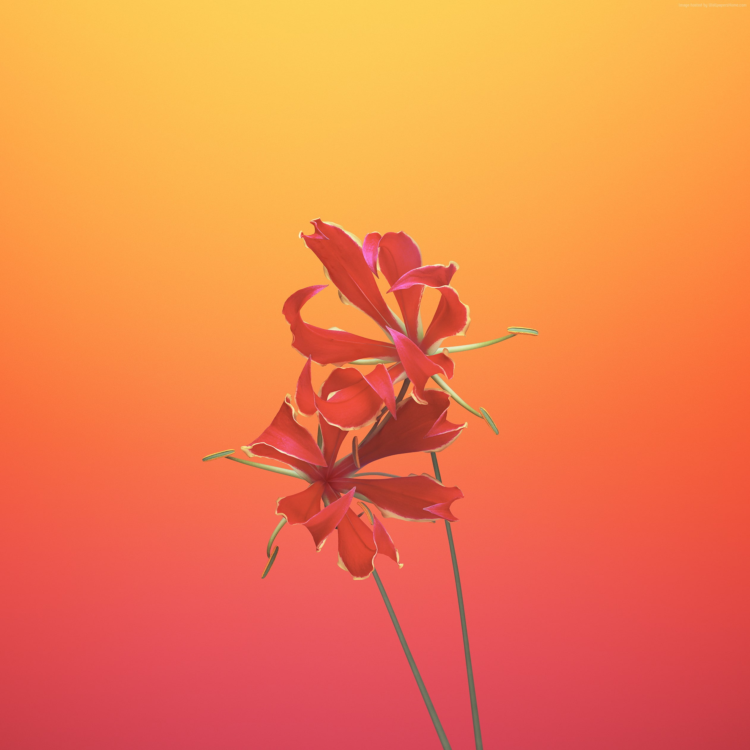 1080P, WWDC 2017, retina, iPhone X, 4k, iOS11, iPhone 8, flower, HD, Phone HD Wallpaper