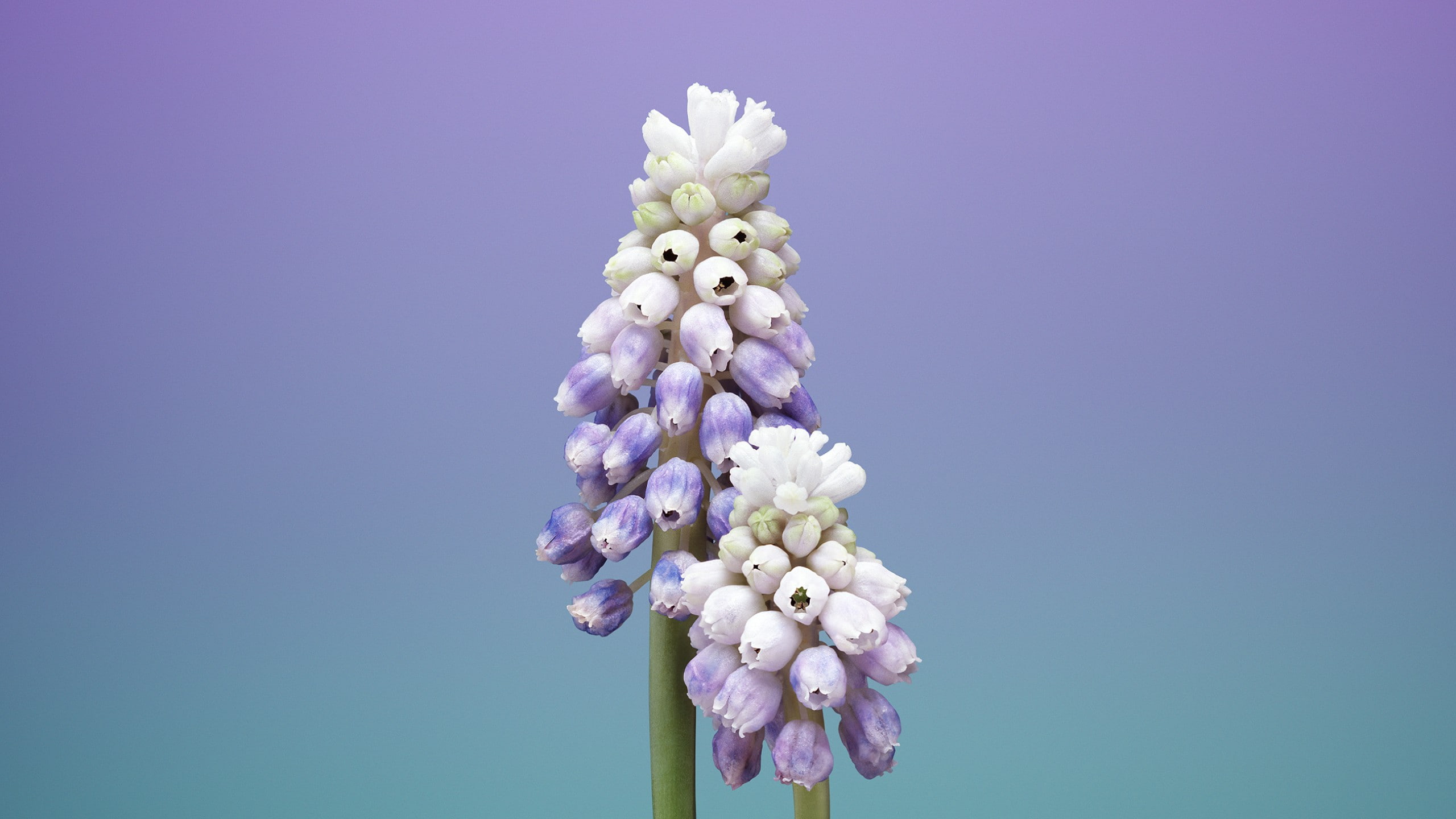 retina, 2K, WWDC 2017, 4k, iOS11, flower, HD, iPhone 8, iPhone X, HD Wallpaper