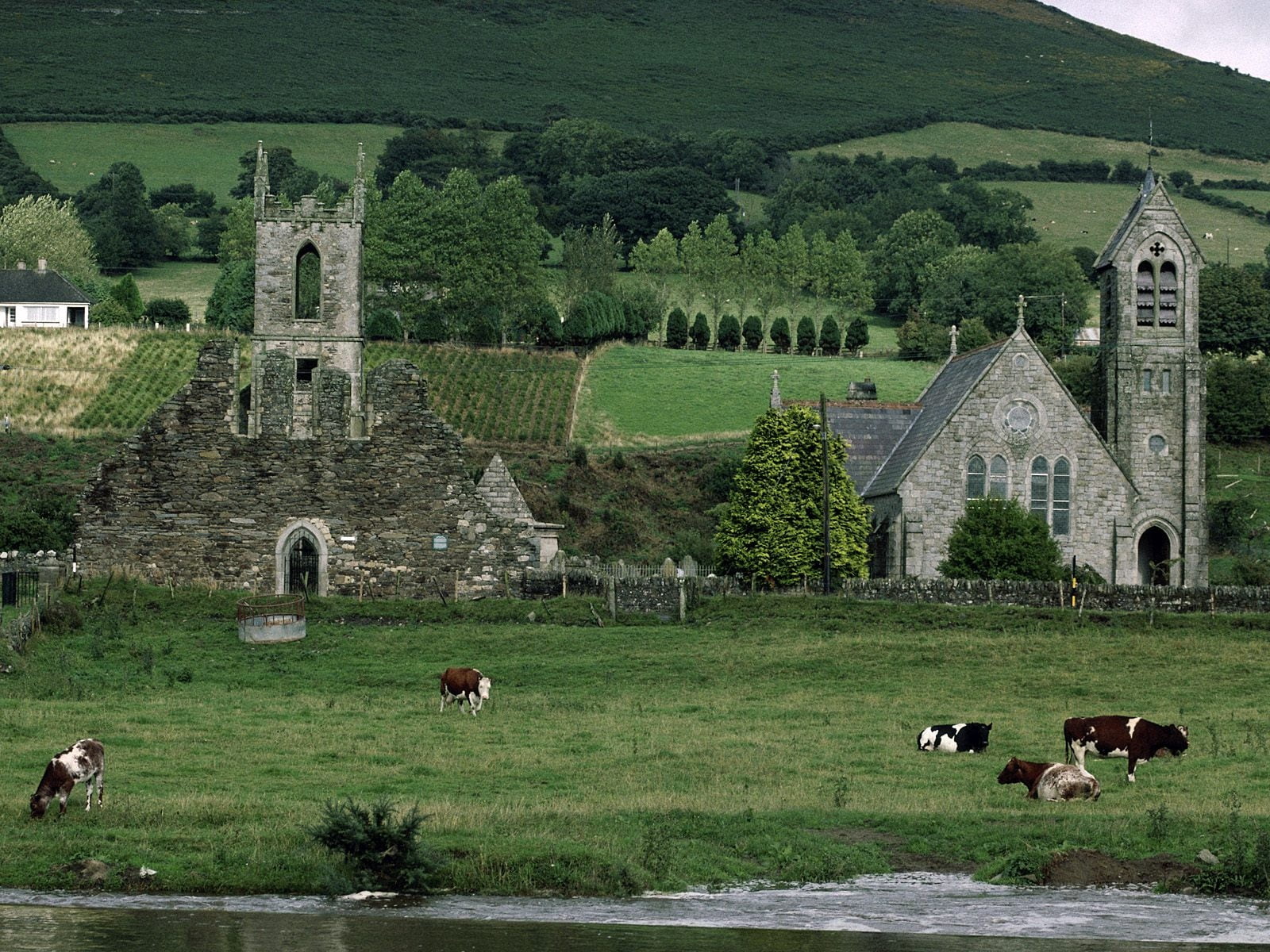 architecture, domestic animals, outdoors, green Color, economy, europe, england, plant, rural Scene, field, fields, animal, cows, grass, non-Urban Scene, HD Wallpaper