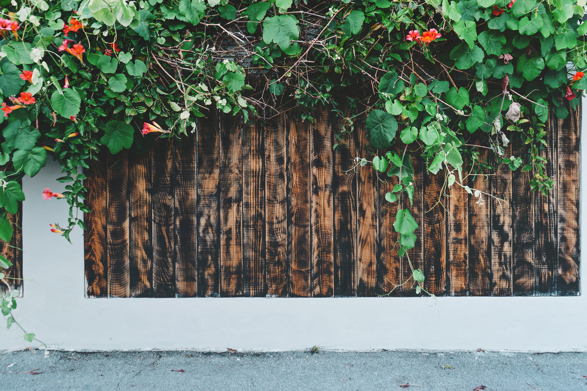 woodgrain, wooden, sidewalk, creeper plant, photo, building, daytime, plant, architecture, growth, red, fence, wood - material, tree, plants, built structure, HD Wallpaper