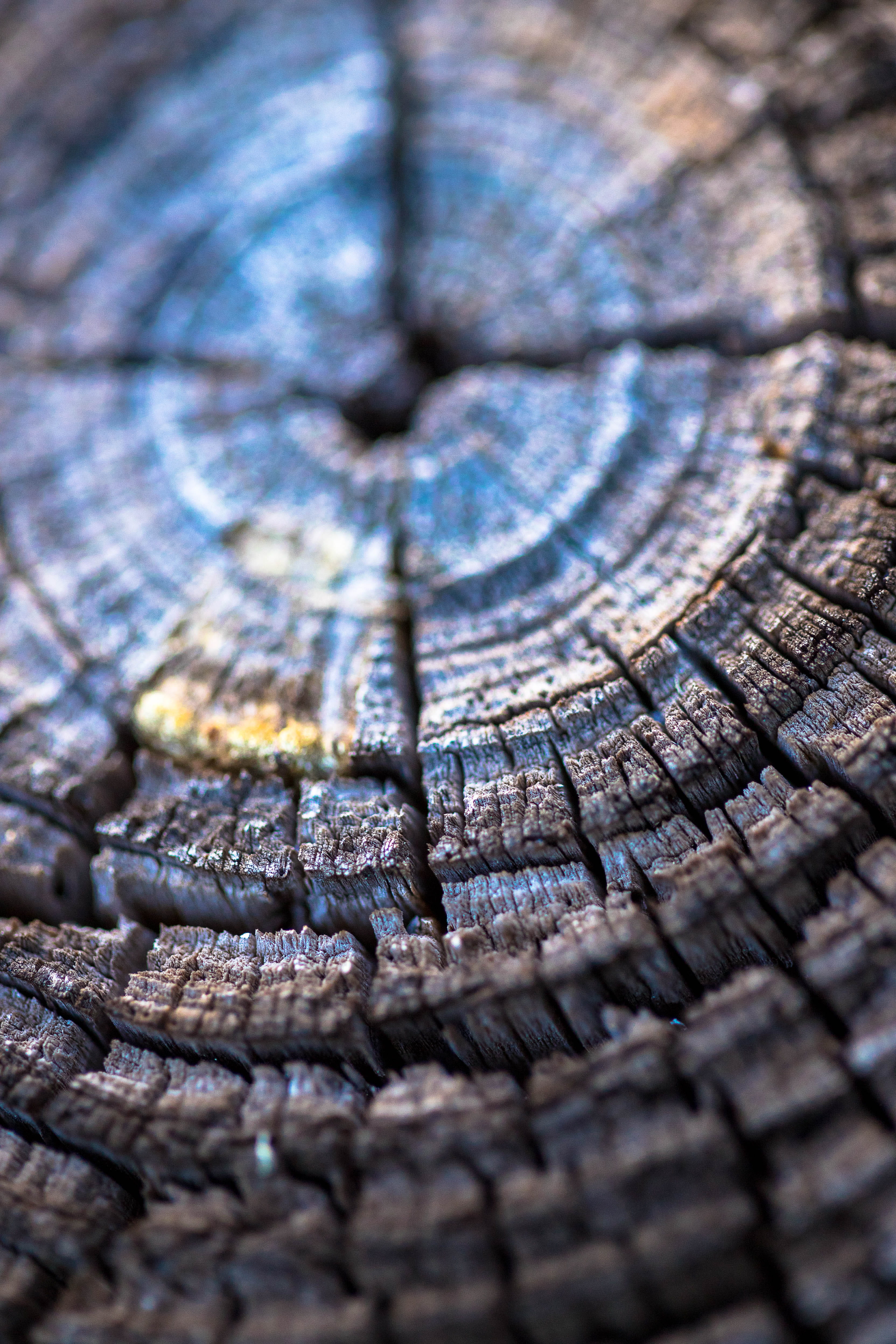 wood, backgrounds, wood - material, trunk, brown, no people, yamato scrub natural area, full frame, outdoors, plant, rough, tree trunk, united states, tilt shift, Phone HD Wallpaper