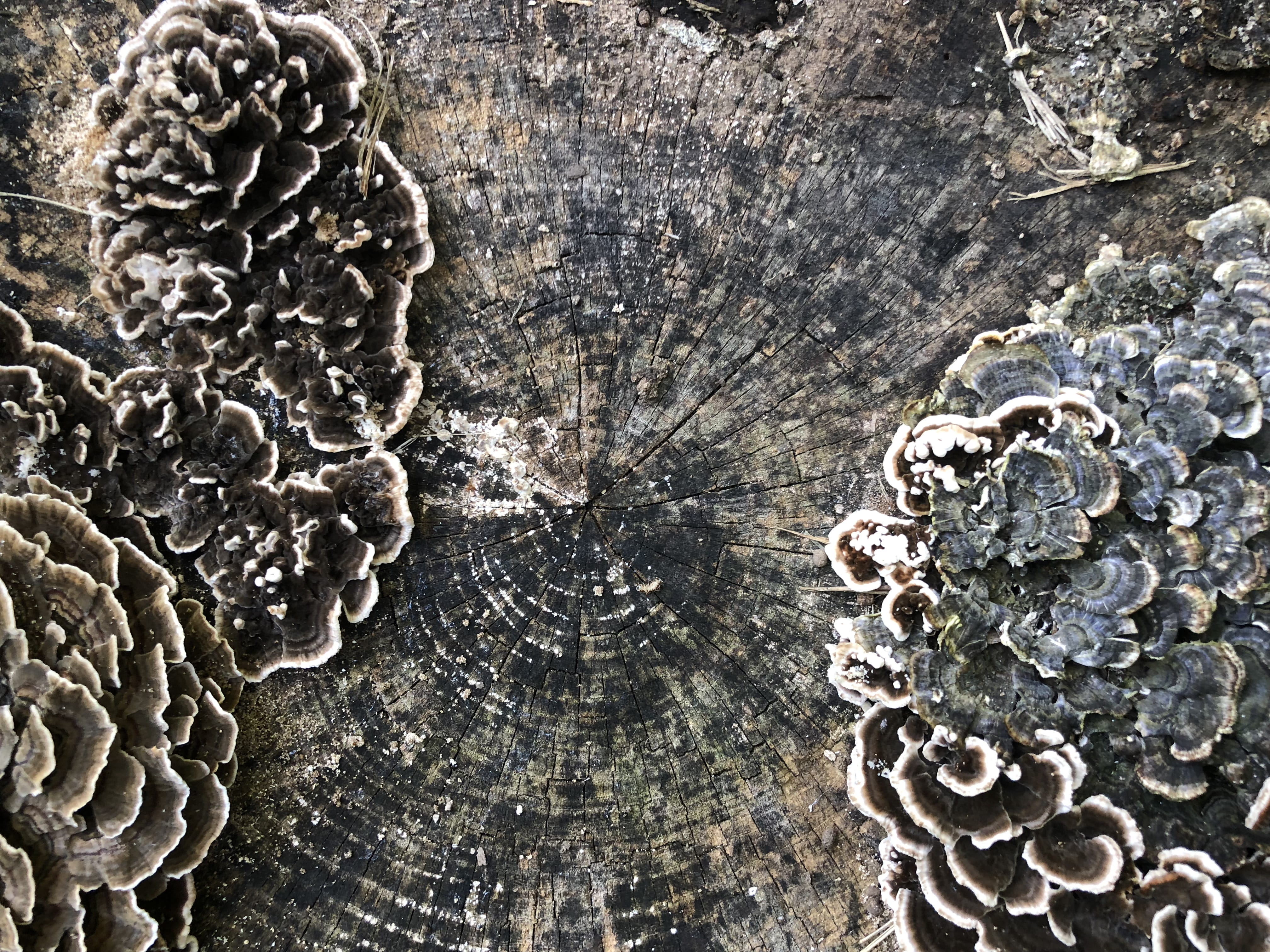 craft, day, metal, lichen, weathered, platte city, bark, moss, close-up, grain, full frame, stump, tree trunk, old, textured, nature, rough, backgrounds, HD Wallpaper