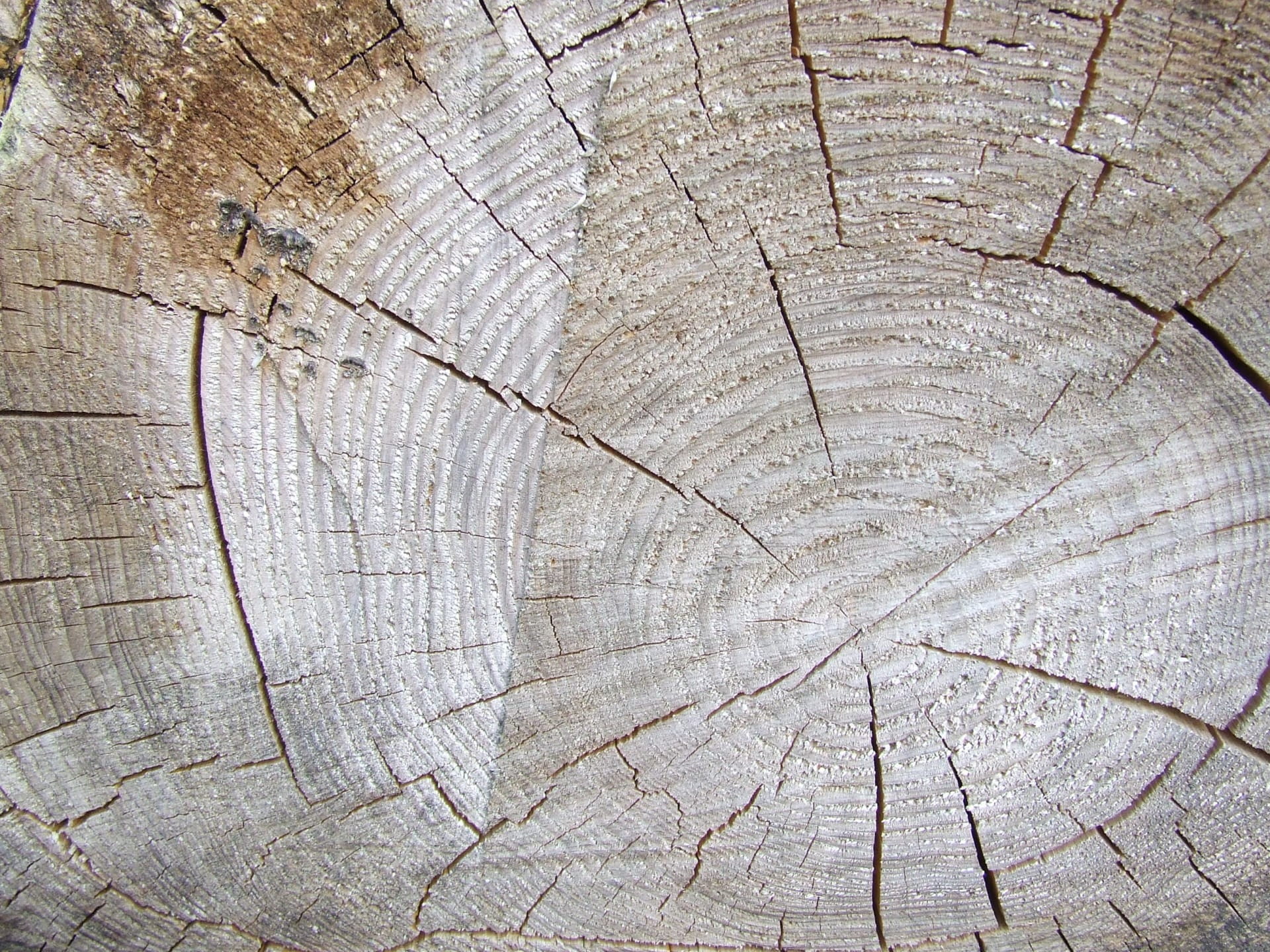 natural pattern, backgrounds, no people, 1080P, nature, bark, abstract backgrounds, rough, woodgrain, outdoors, cut, tree ring, concentric, weathered, HD Wallpaper