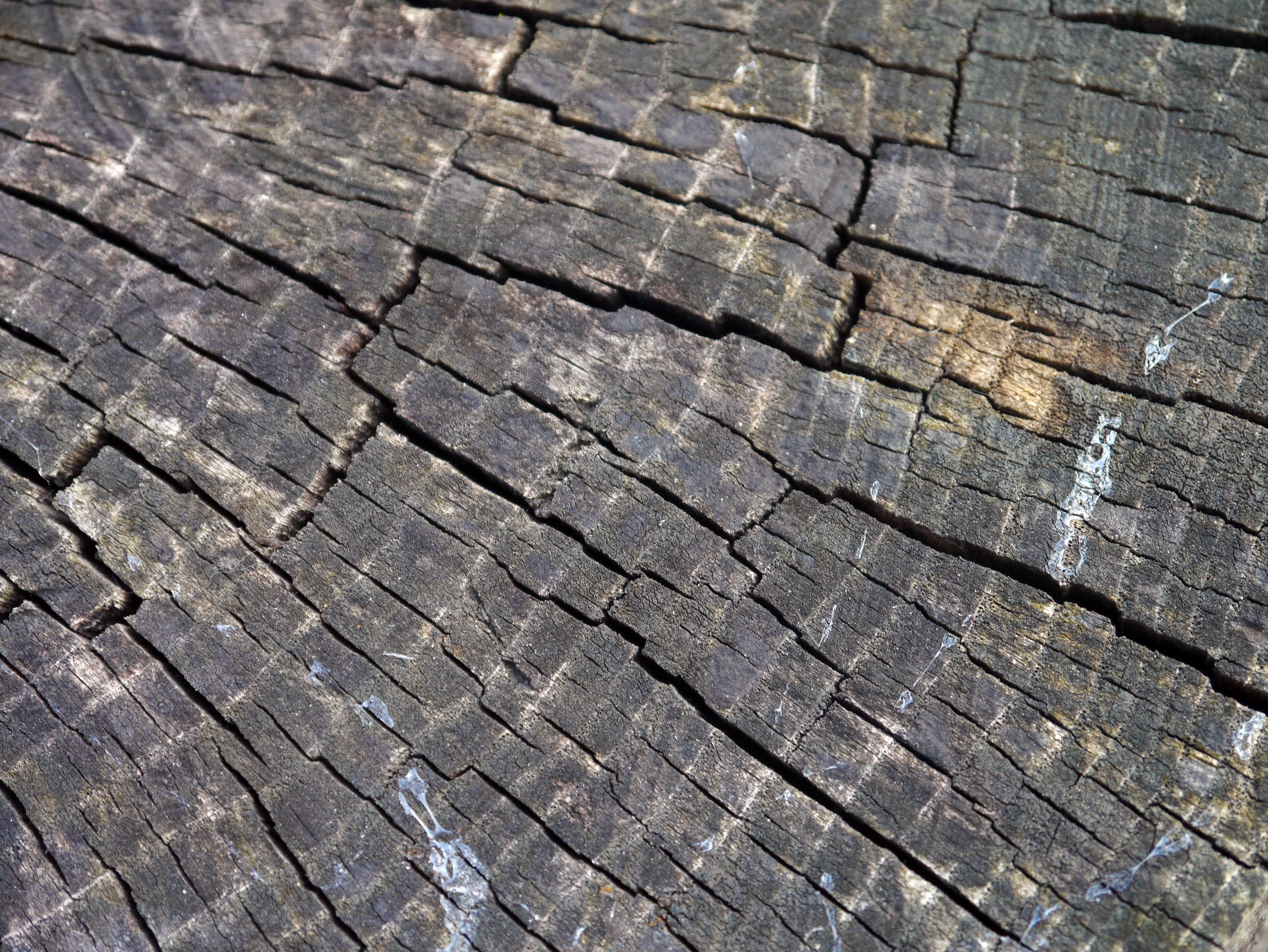 day, cracked, no people, close-up, weathered, nature, high angle view, bark, tree stump, backgrounds, tree, timber, wood - material, lumber, full frame, HD Wallpaper