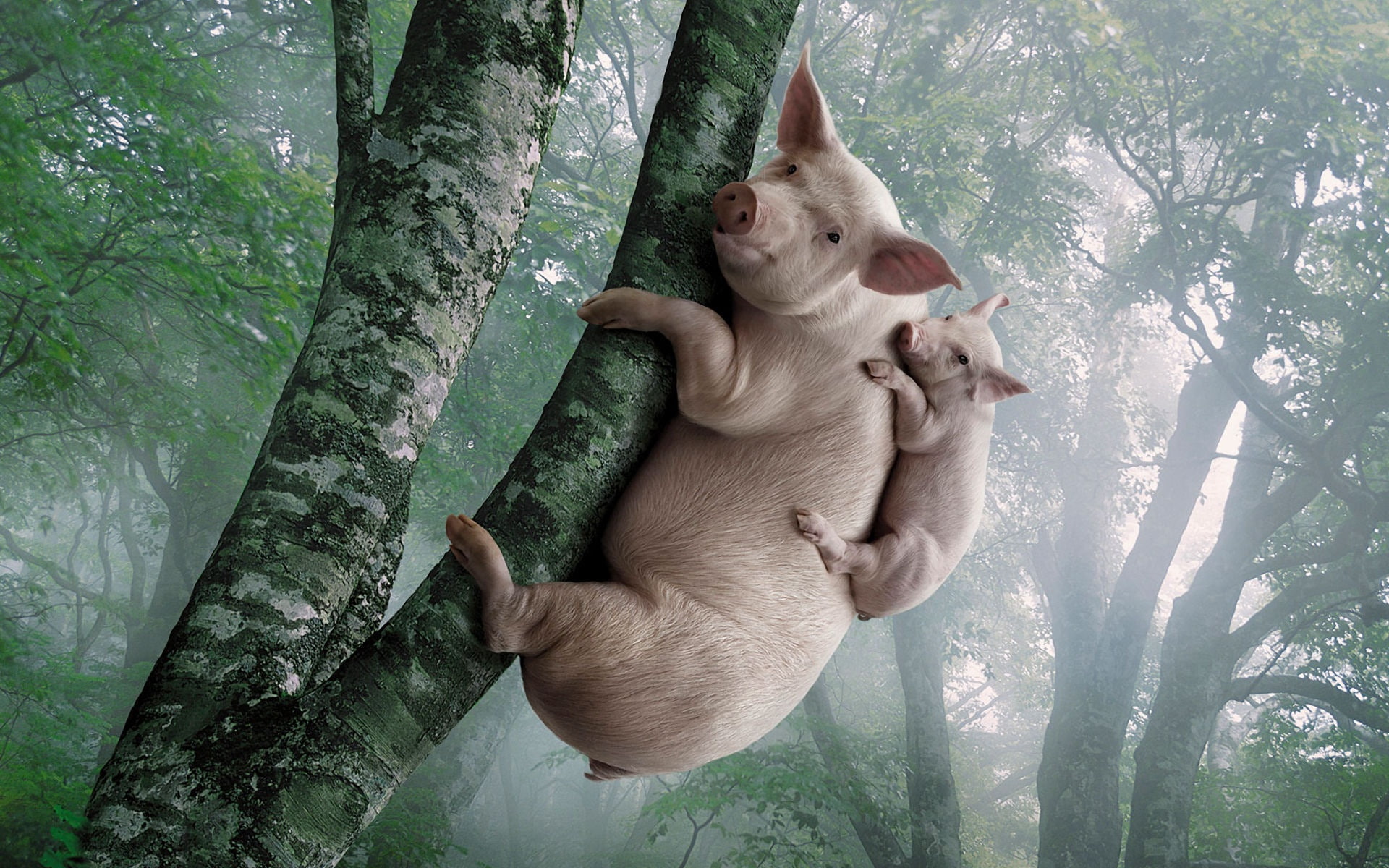 Piggy, 1080P, Climb, Tree, Pig, HD Wallpaper