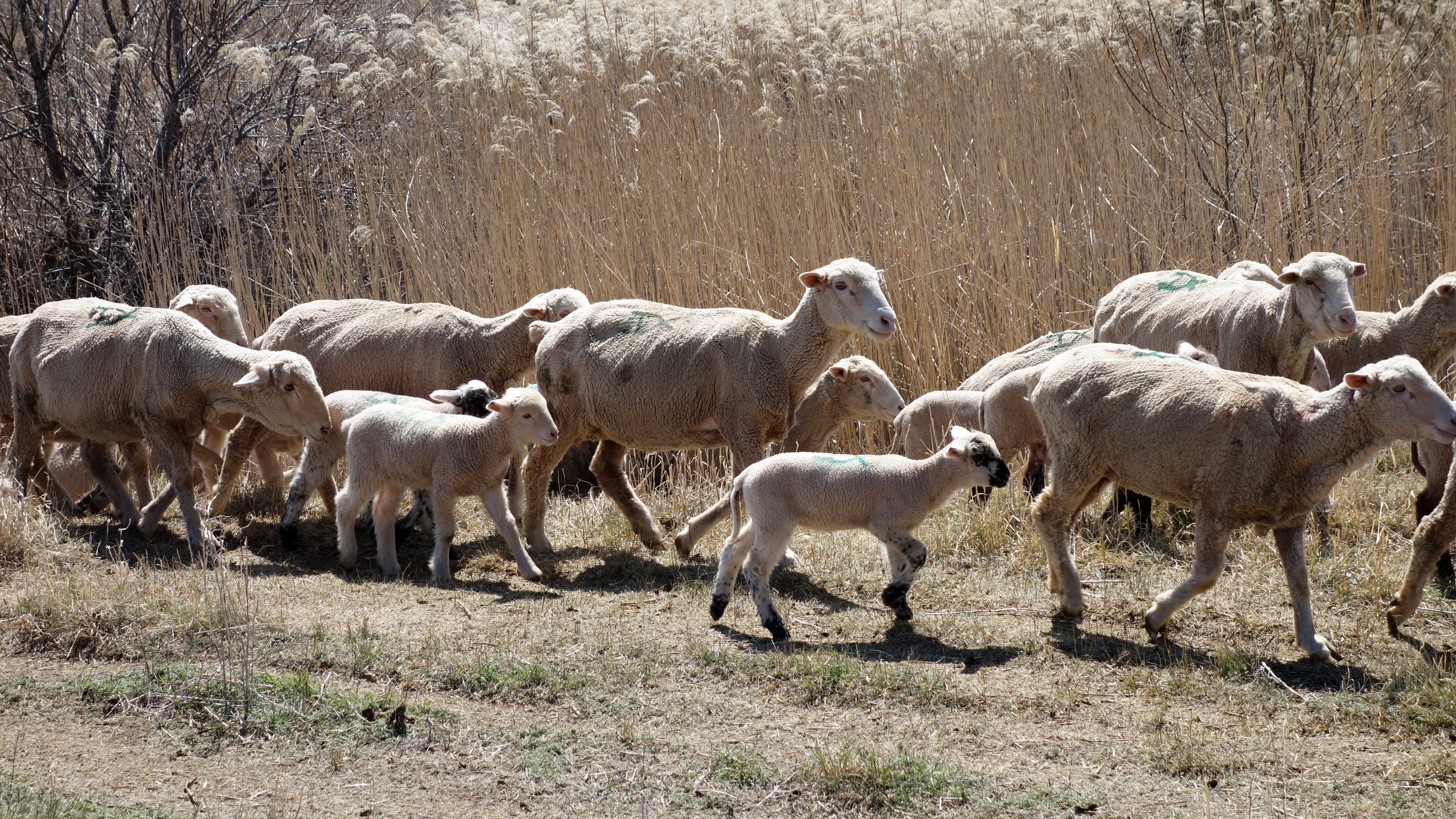 lambs, herd, field, livestock, land, animal wildlife, mammal, large group of animals, animal, tree, domestic, herbivorous, plant, Compliant, domestic animals, HD Wallpaper