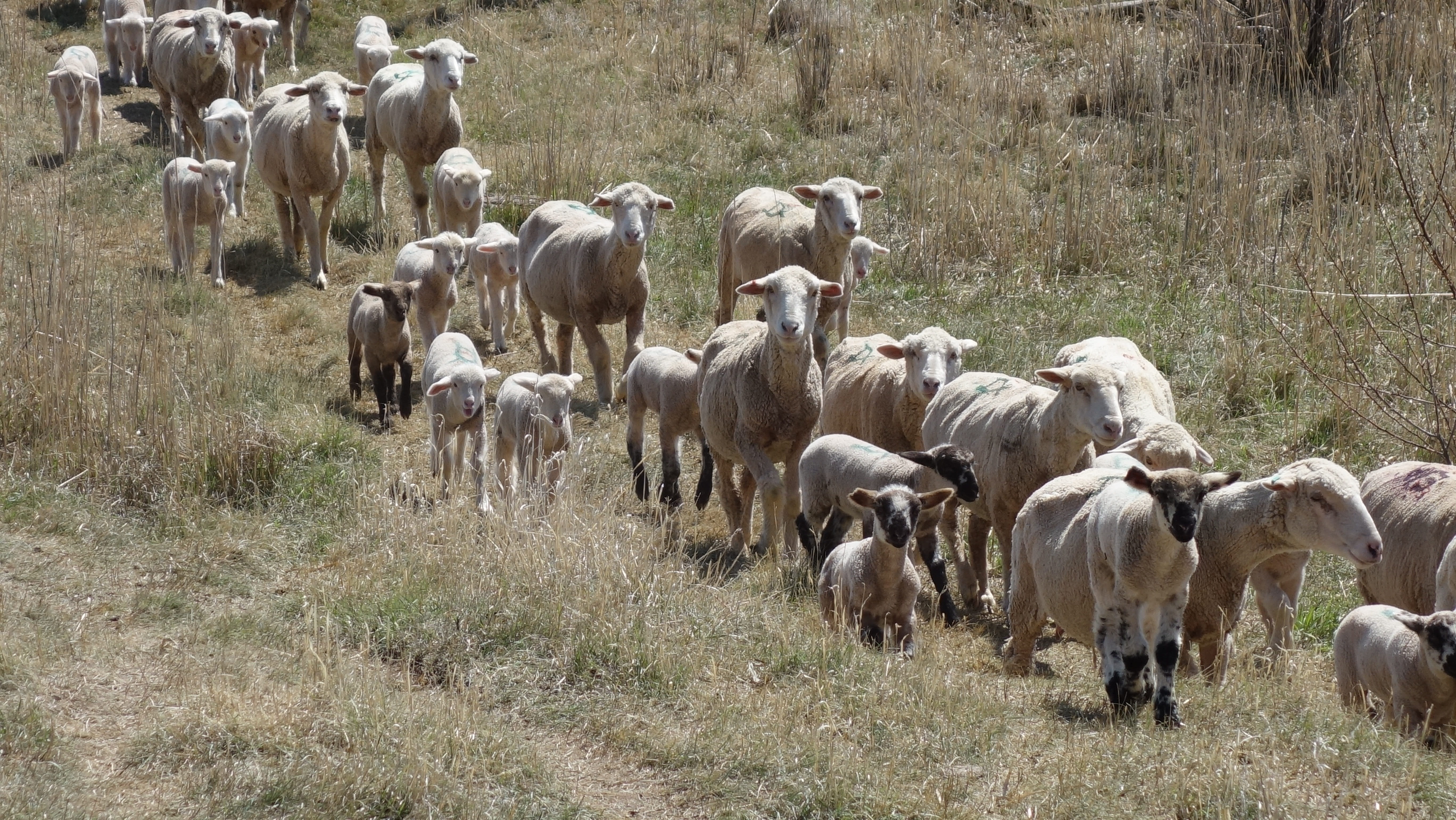 farm, day, frolic, animals, vertebrate, herd, lambs, group Of Animals, flock Of Sheep, grass, domestic animals, meadow, Sheep, 5K, mammal, grazing, Compliant, HD Wallpaper