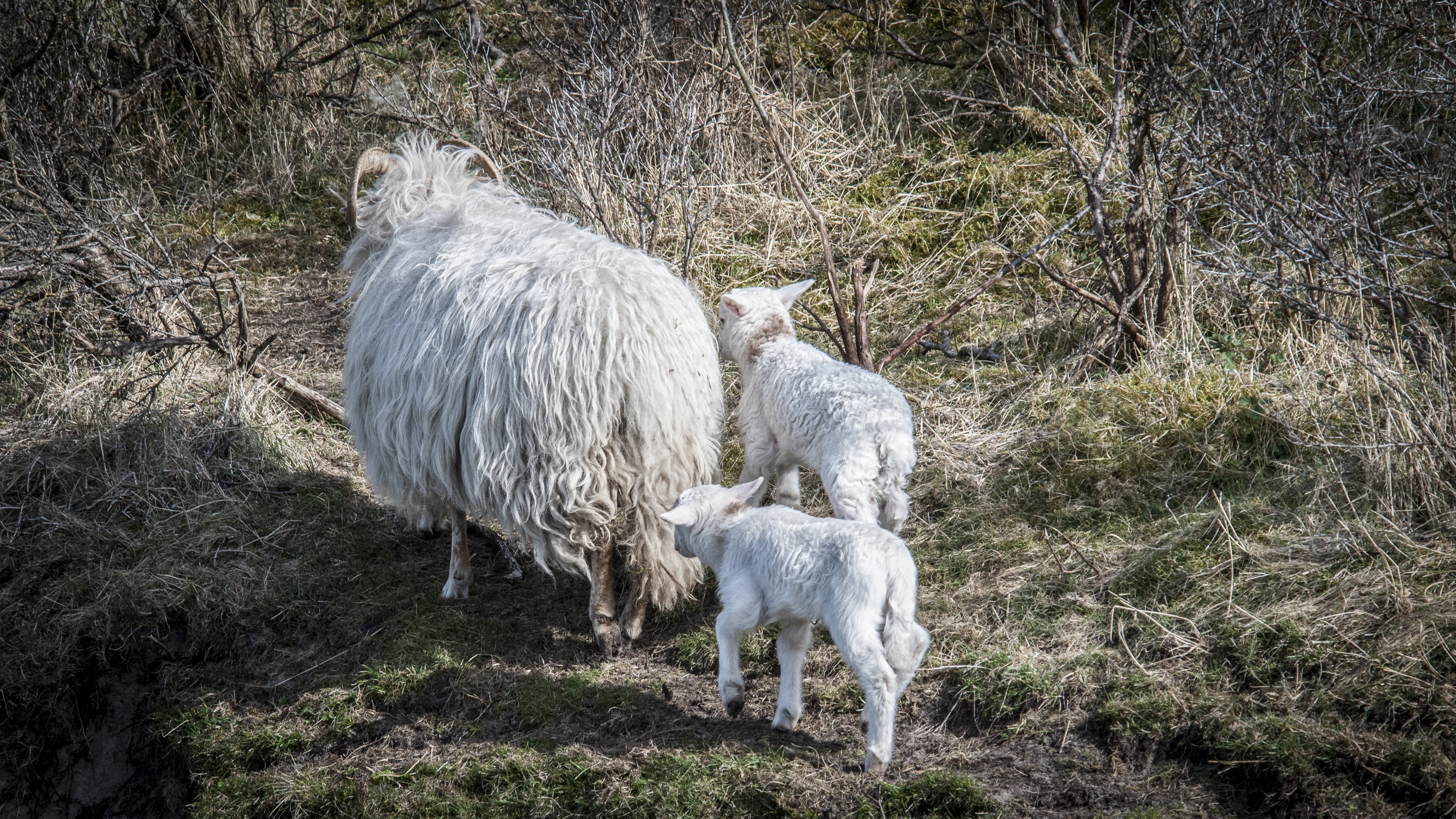 nature, compliant, animals, spring, lambs, outdoors, domestic animals, vertebrate, green, no people, group of animals, grass, animal themes, young, land, HD Wallpaper