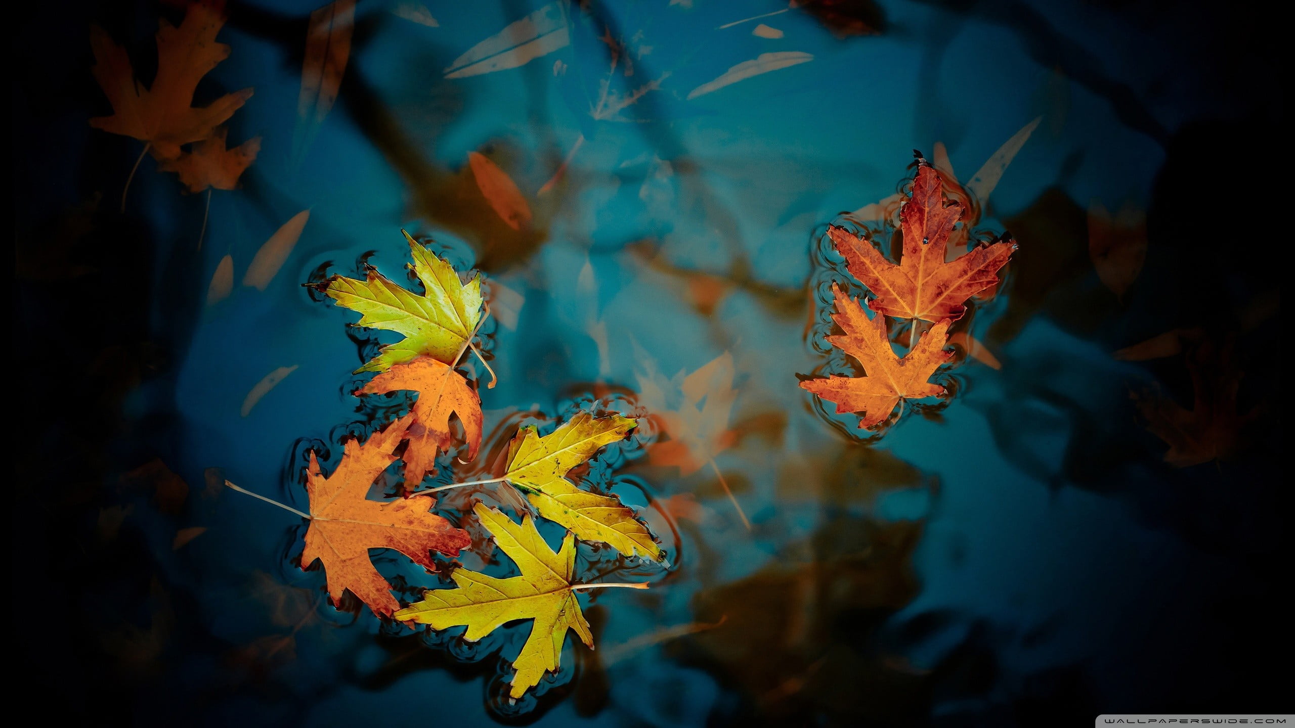 plant part, animal, dried, brown, animals in the wild, underwater, animal wildlife, marine, change, autumn, beauty in nature, 2K, leaf, no people, nature, HD Wallpaper
