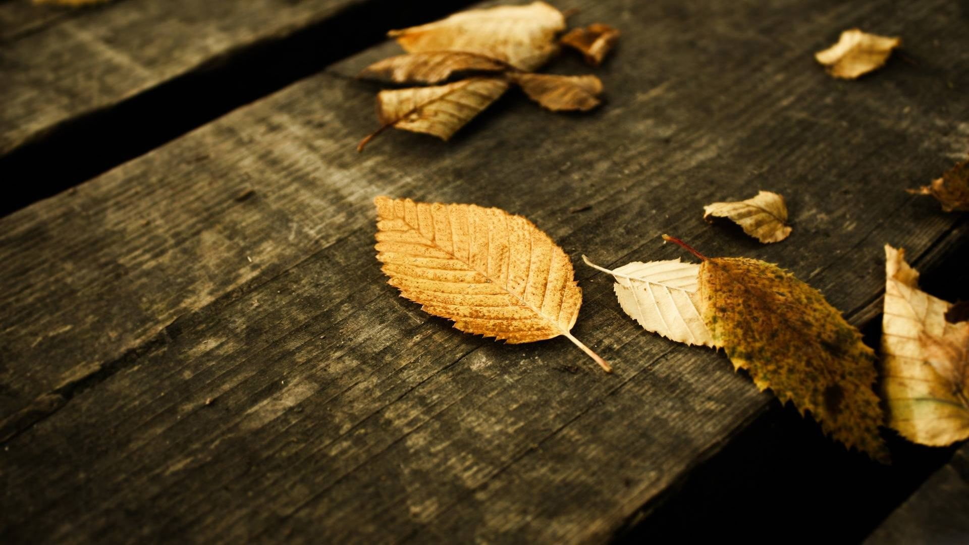 close-up, leaves, selective focus, food, leaf, dry, textured, day, plant part, wooden surface, table, nature, no people, brown, change, tree, 1080P, high angle view, HD Wallpaper