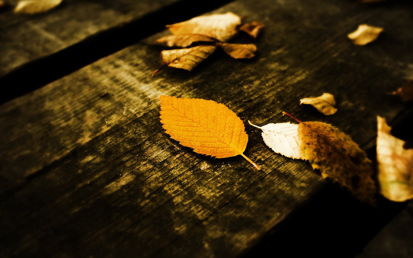 autumn, no people, high angle view, brown, tree, falling, wood, textured, wooden, table, wood - material, indoors, plant part, change, 720P, black, dry, HD Wallpaper