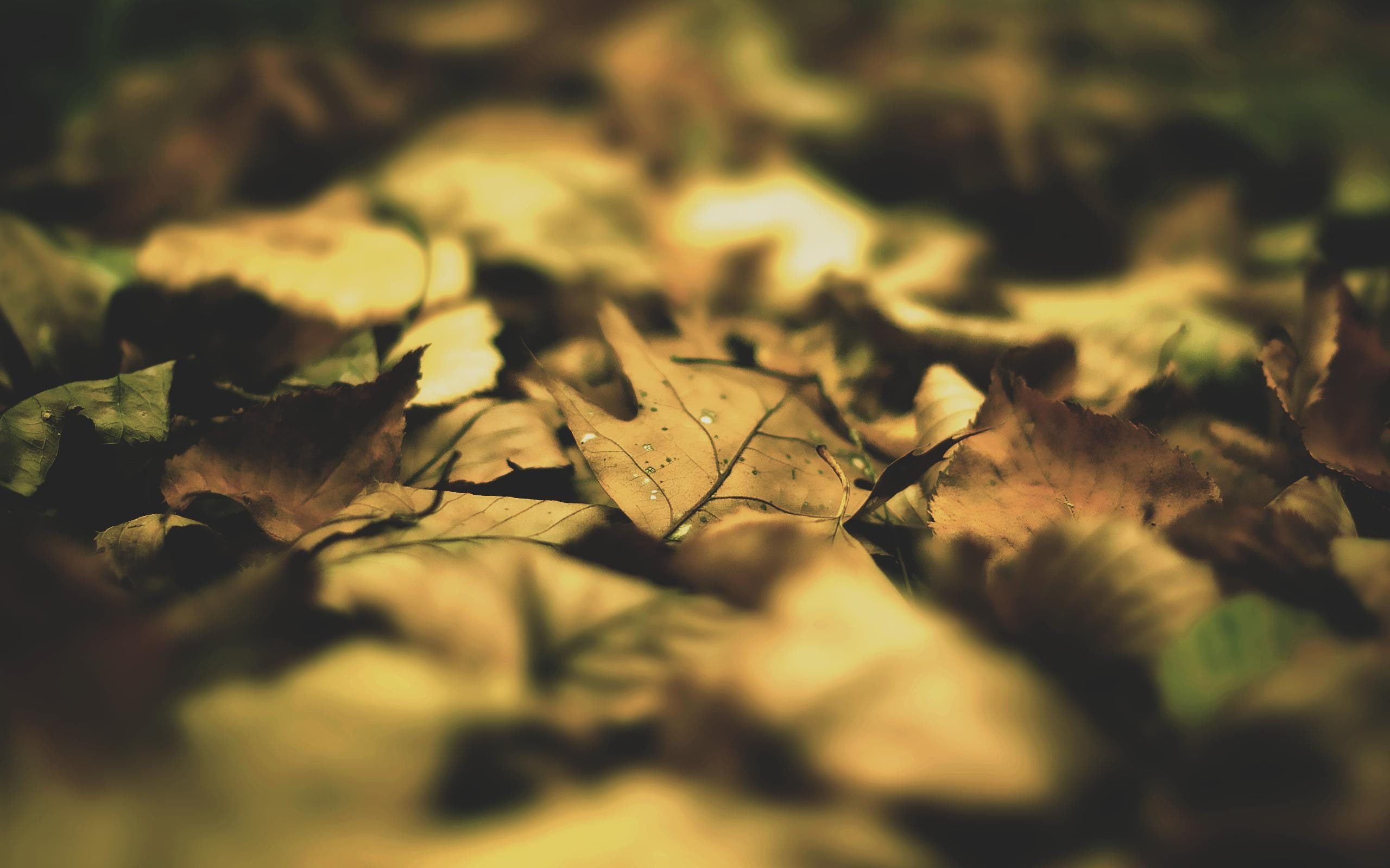 plant, outdoors, plant part, yellow, beauty in nature, sunlight, selective focus, autumn, change, leaf, fall, photography, no people, land, nature, backgrounds, HD Wallpaper