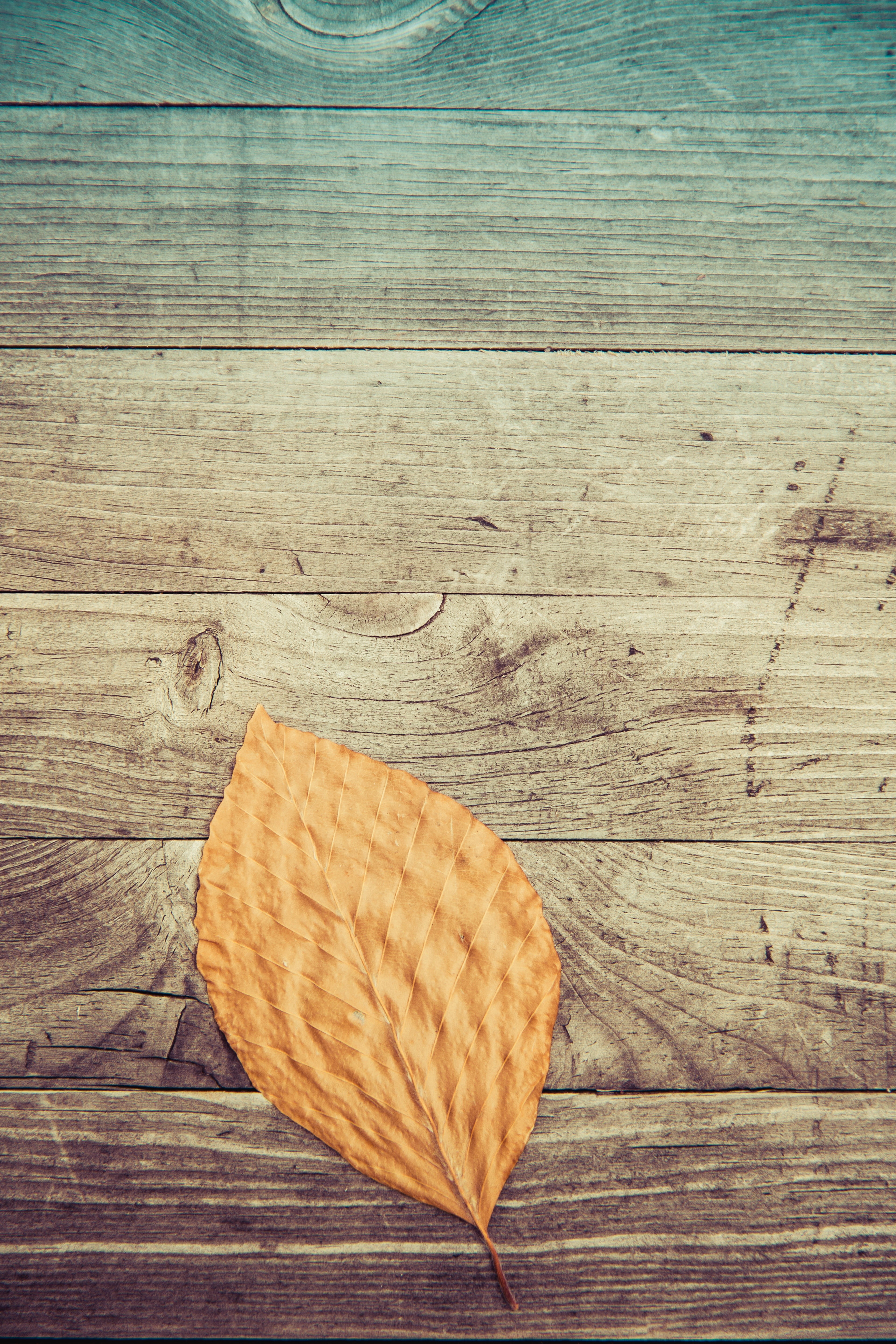 dry, change, table, indoors, close-up, no people, directly above, still life, leaf, wood, textured, 5K, wood - material, high angle view, brown, pattern, Phone HD Wallpaper