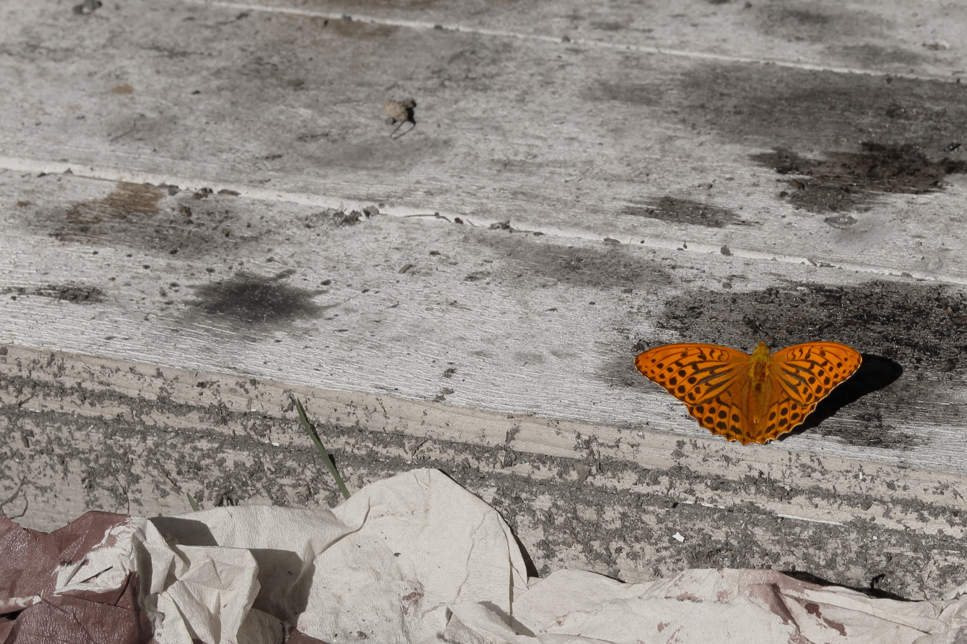 plant part, butterfly, day, footpath, high angle view, beach, outdoors, summer, close-up, orange color, sunlight, still life, autumn, leaf, land, brown, HD Wallpaper