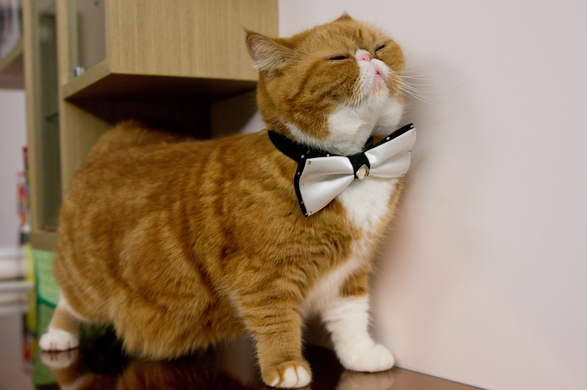 exotic, 1080P, cat, butterfly, gentleman, HD Wallpaper