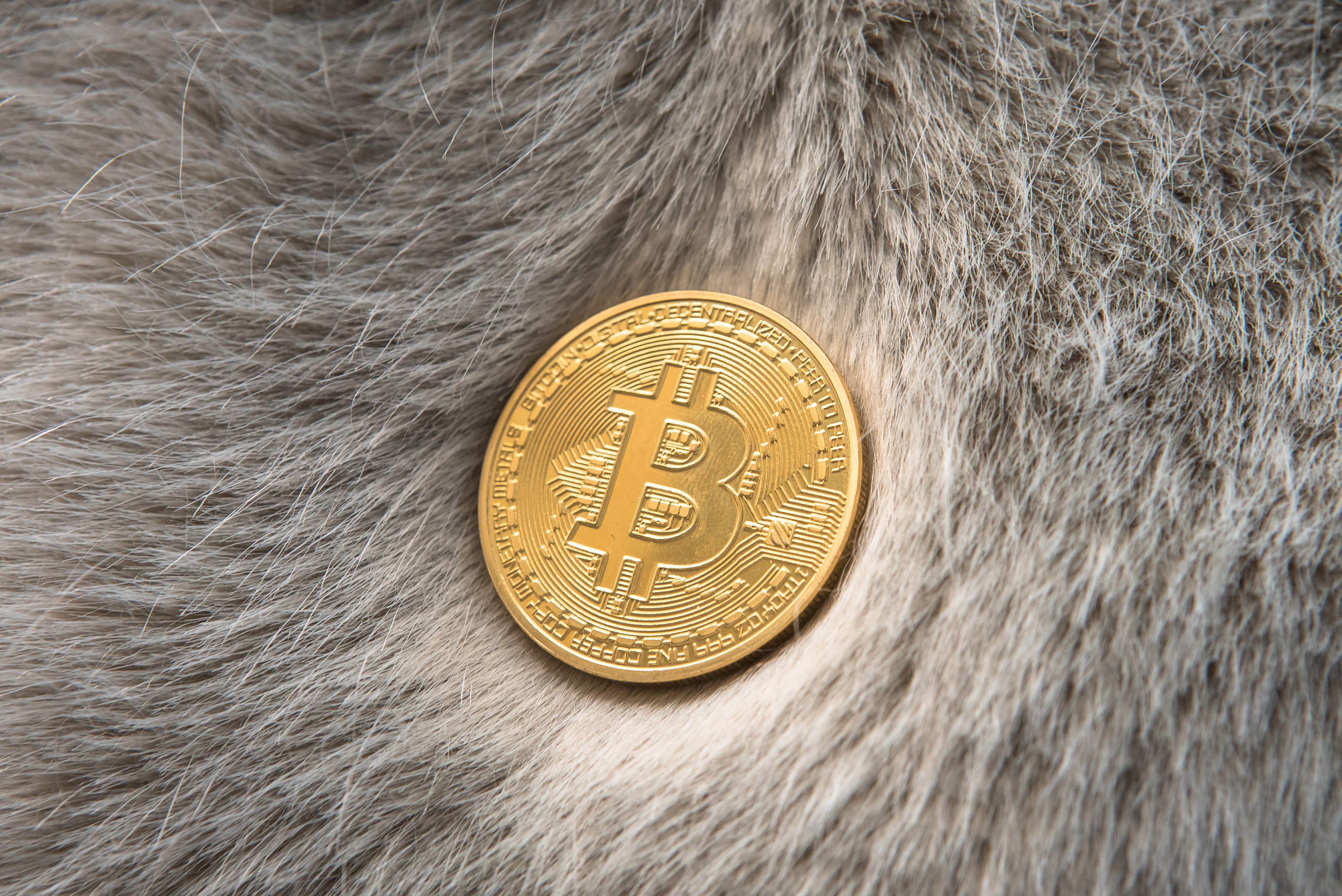 bitcoincash, crypto, currency, cryptocurrency, economy, ethereum, animal representation, bitcoin, 4K, altcoin, coin, litecoin, finance, domestic, gold colored, HD Wallpaper