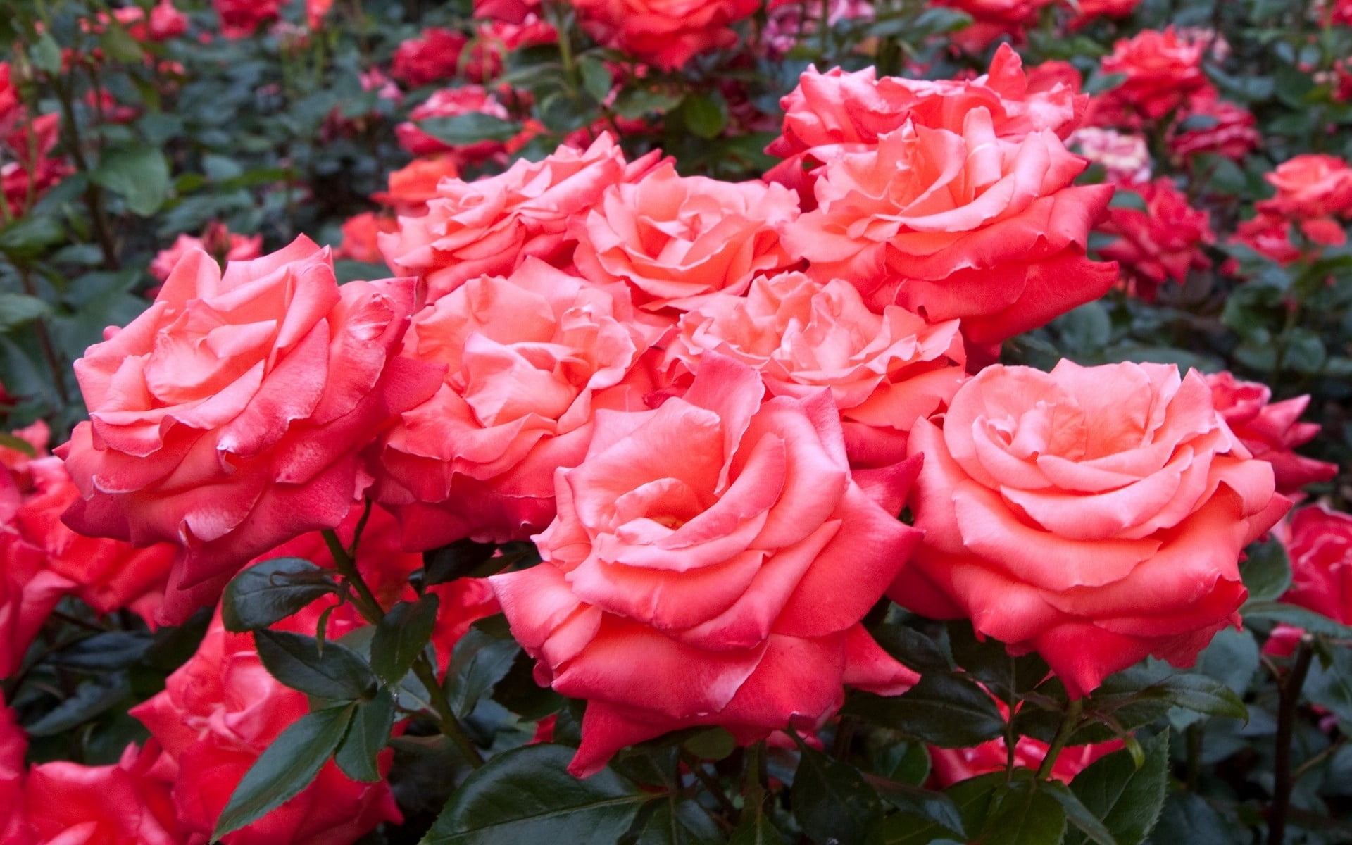 gardening, herbs, multi Colored, formal Garden, colors, leaf, season, blossom, petal, red, day, flowerbed, rose, much, backgrounds, botany, fragility, bunch of flowers, HD Wallpaper