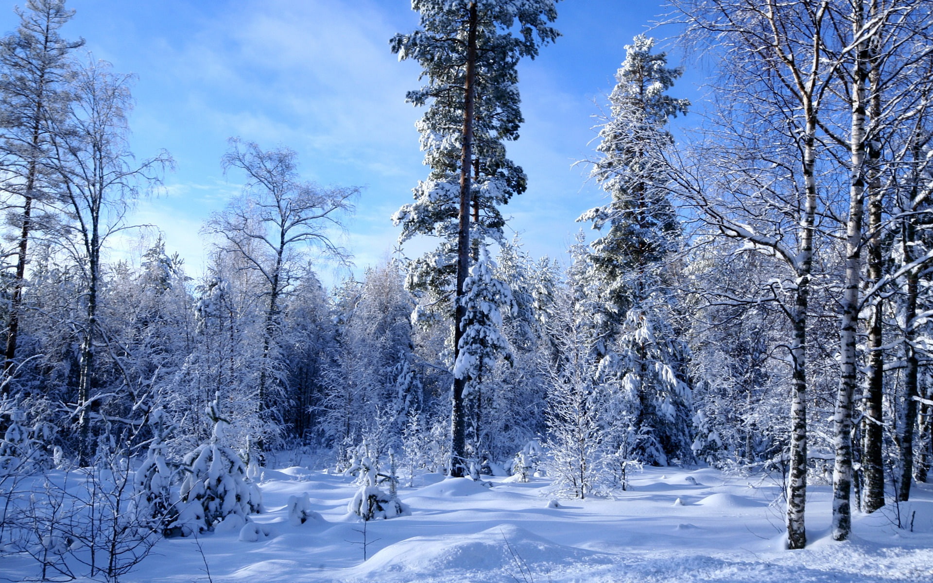 much, Snow, 1080P, Forest, Winter, HD Wallpaper