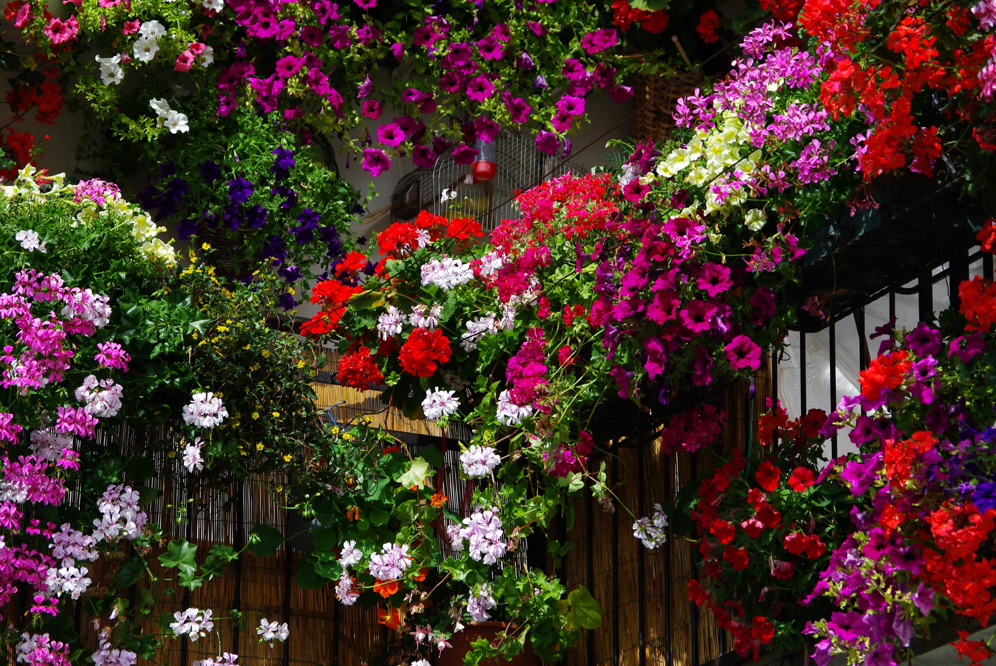 flowers, ornamental Garden, colorful, flowerbed, spring, vibrant Color, different, multi Colored, built structure, blossom, variation, red, pink Color, HD Wallpaper