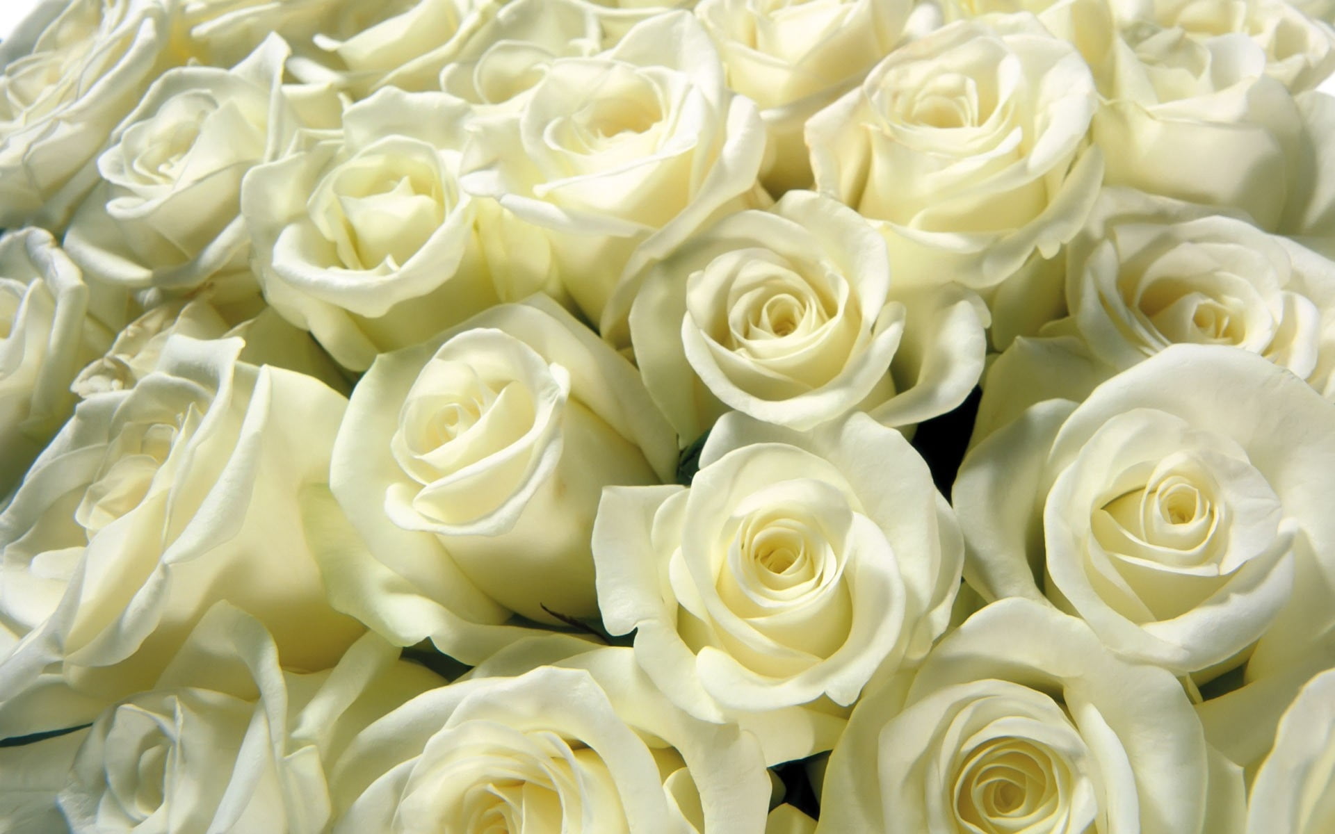 rose - Flower, fragility, flower, beauty In Nature, romance, bud, bouquet, freshness, full frame, 1080P, elegance, pattern, petal, rose, white color, leaf, HD Wallpaper