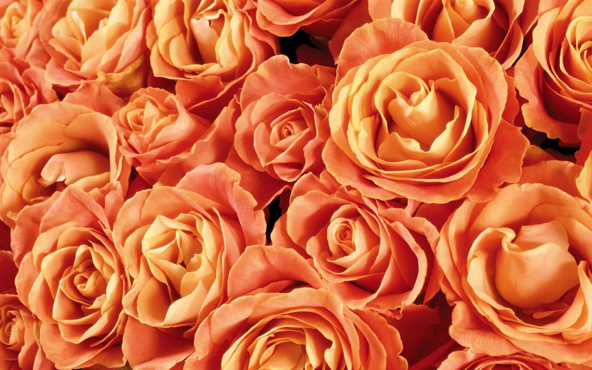 blossom, plant, flowering plant, backgrounds, vulnerability, love, macro, rose, red, valentines Day - Holiday, 1080P, rose - Flower, no People, flowers, HD Wallpaper