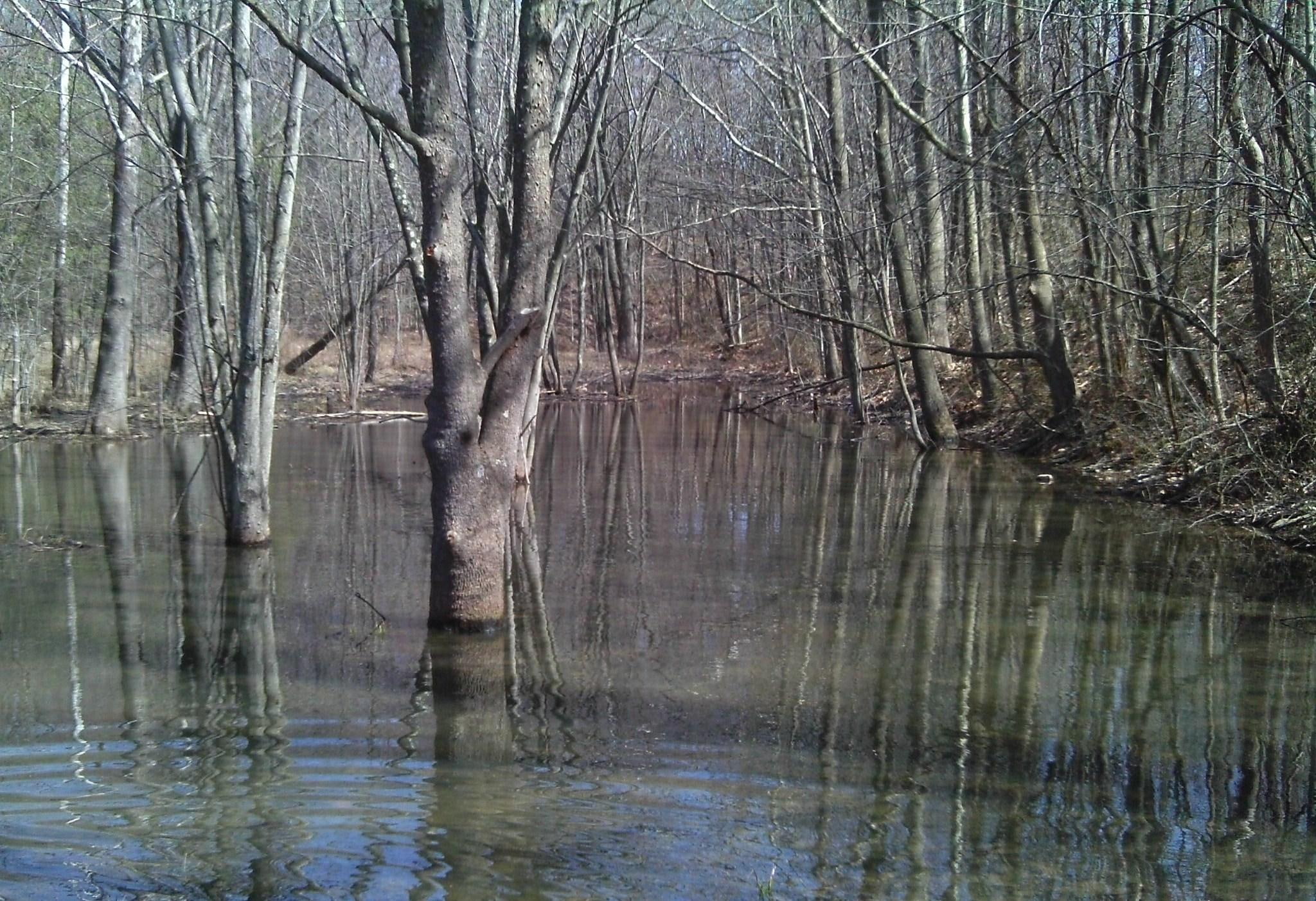 water, tree, rain, much, swamp, wetland, 3d and abstract, 1080P, HD Wallpaper