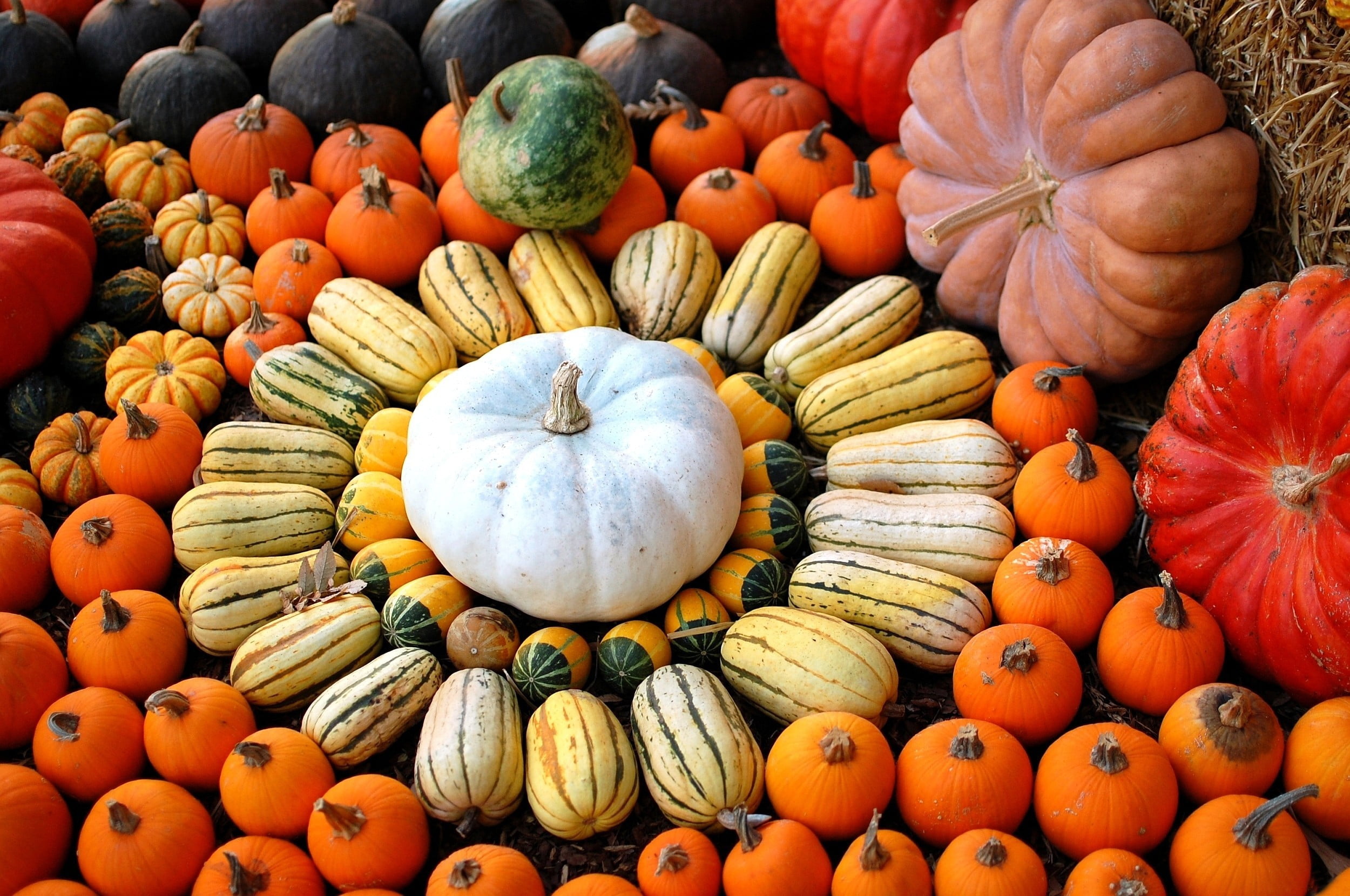 multi Colored, zucchini, variation, food, color Image, choice, october, thanksgiving, no People, decoration, vegetable, harvesting, still life, lot, halloween, HD Wallpaper
