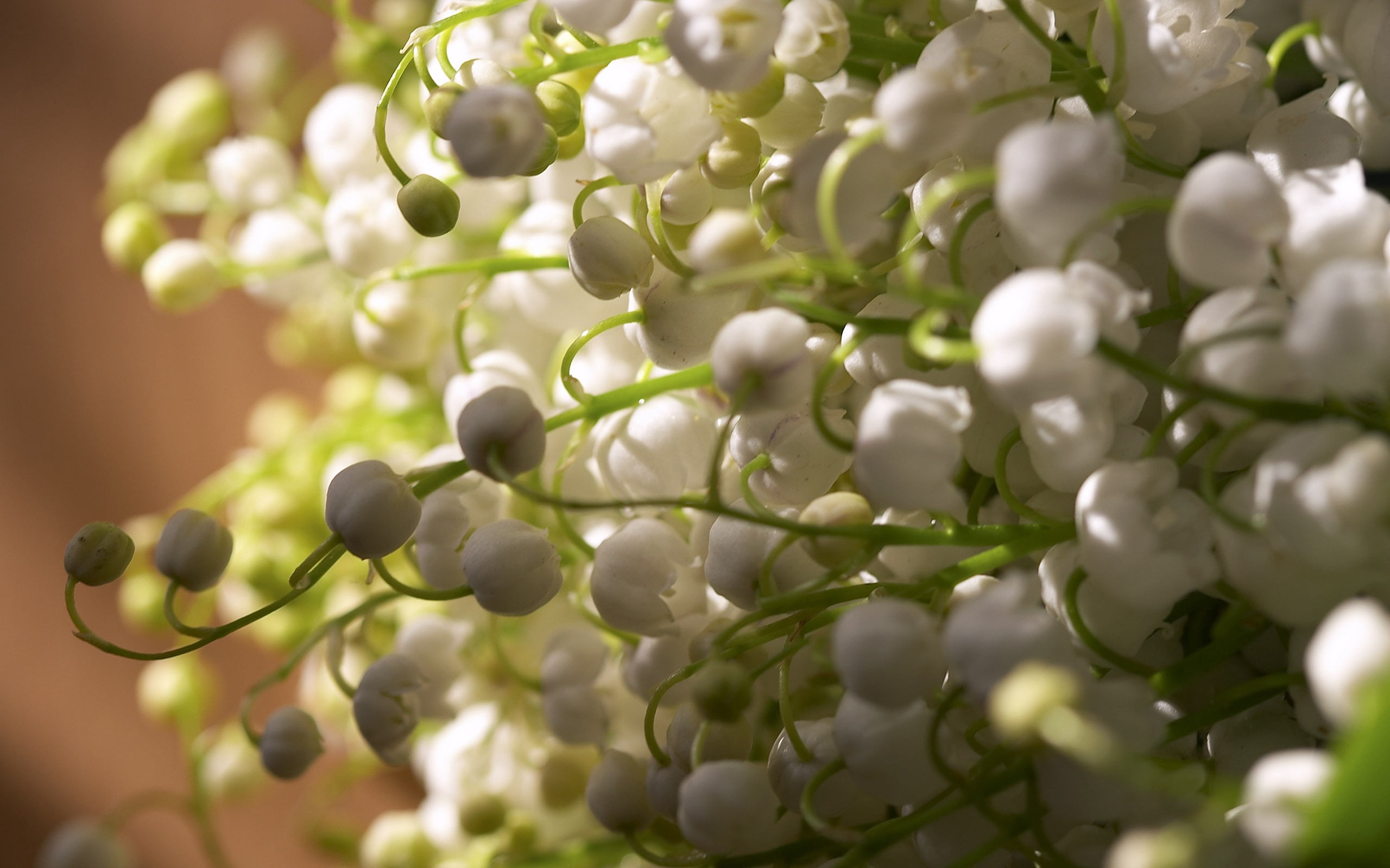 molecule, selective focus, growth, freshness, molecular Structure, cell, biology, healthy eating, chromosome, beauty in nature, bells, branch, nature, much, HD Wallpaper