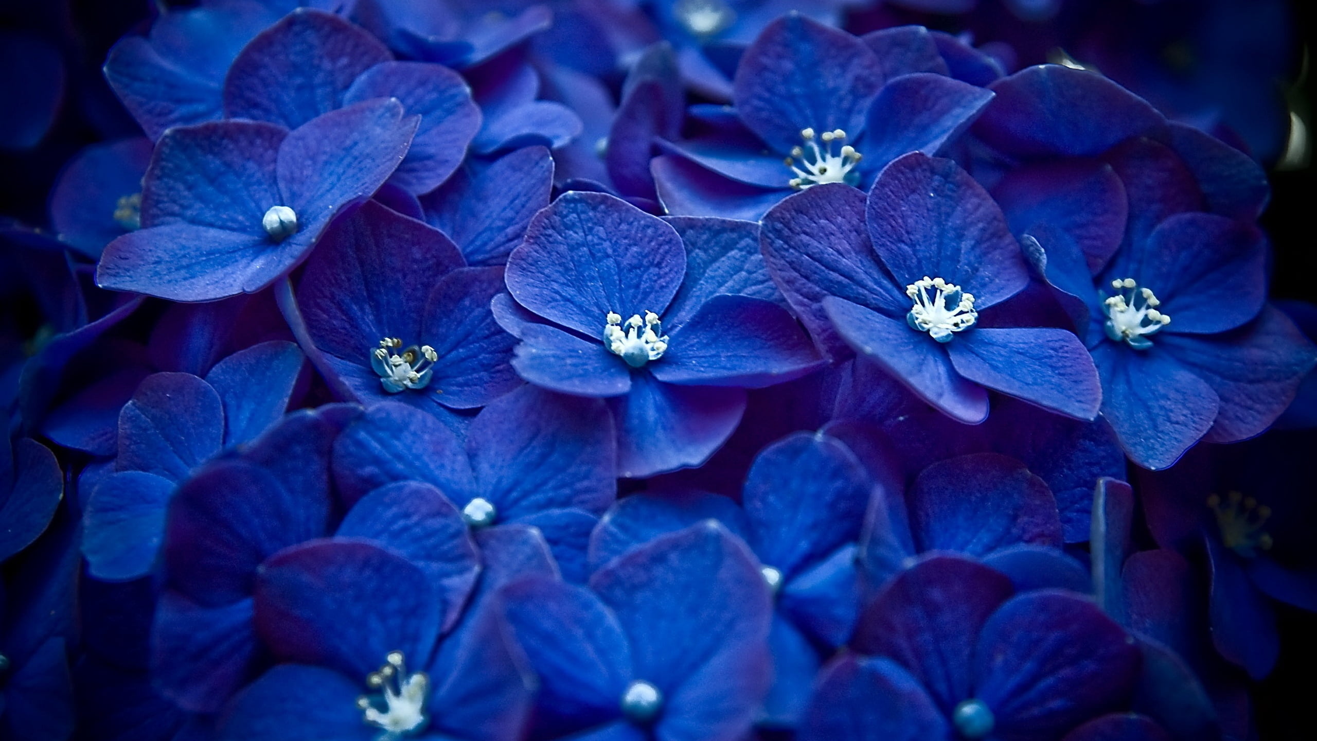 fragility, macro, blue, much, growth, springtime, season, bright, flowering plant, backgrounds, hydrangea, purple, focus on foreground, small, blossom, HD Wallpaper